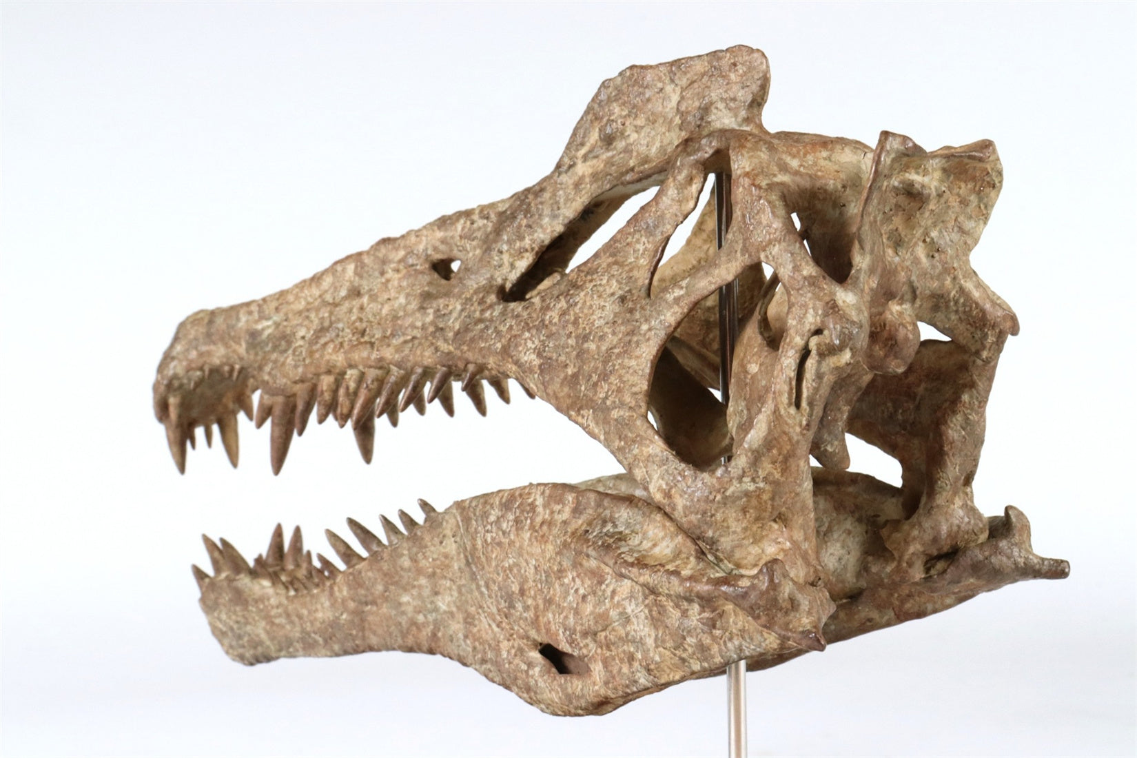 1: 18 Scale Spinosaurus Skull Model