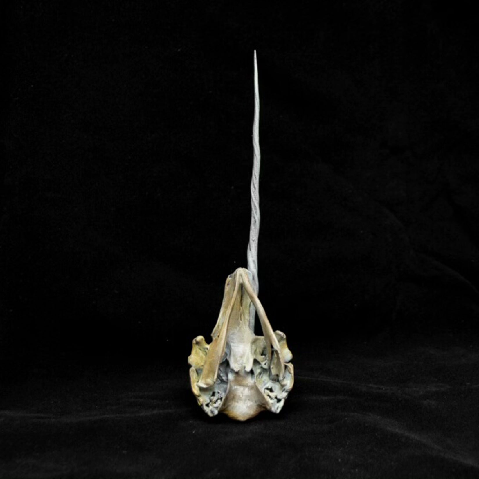 VWUVWU Unicorn Whale Skull Model