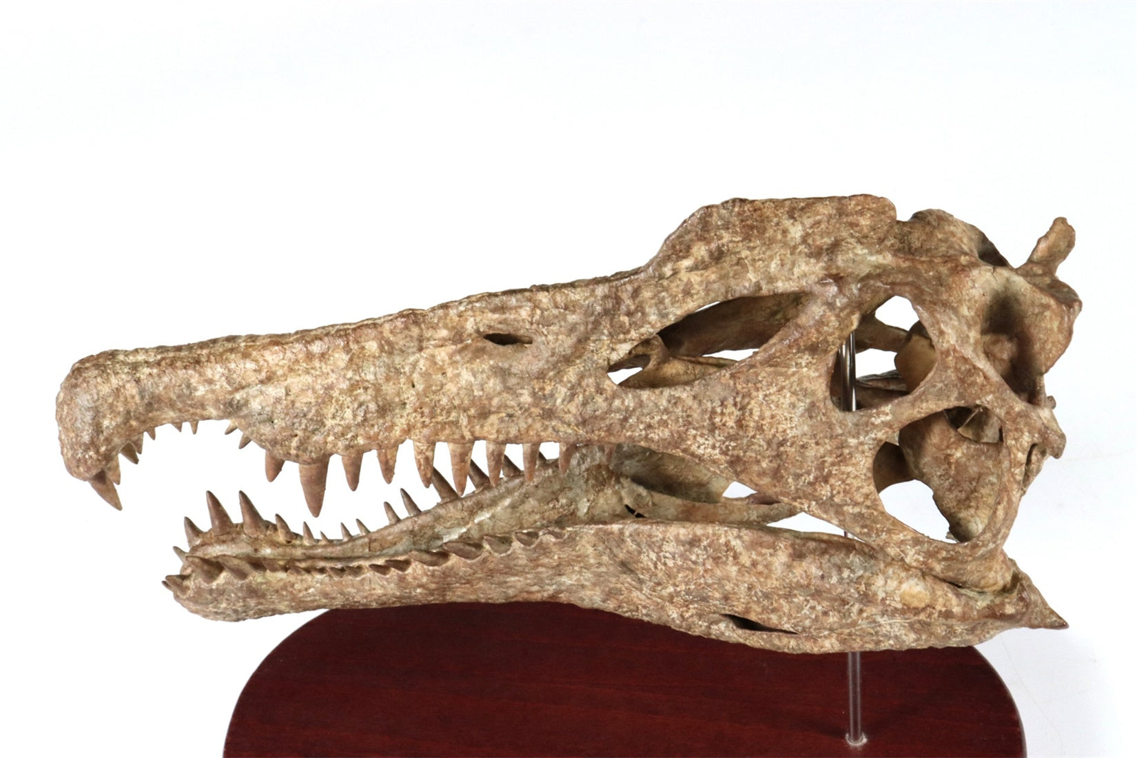 1: 18 Scale Spinosaurus Skull Model