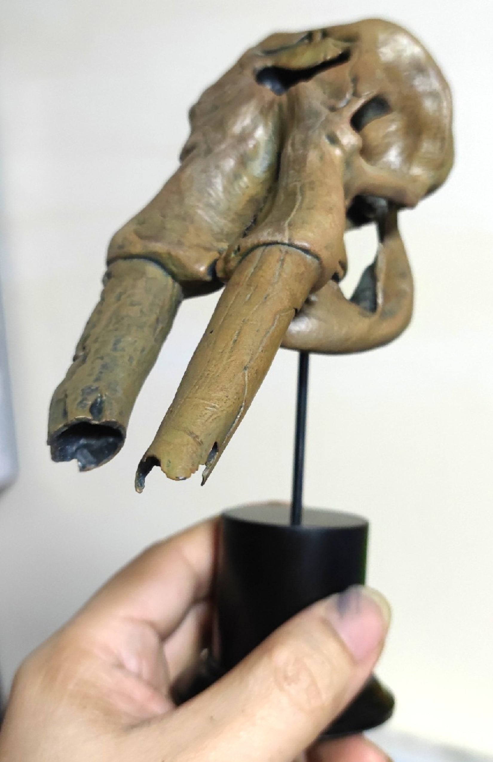 VWUVWU 1: 20 Scale Huanghe Flumen Stegodon Skull Model