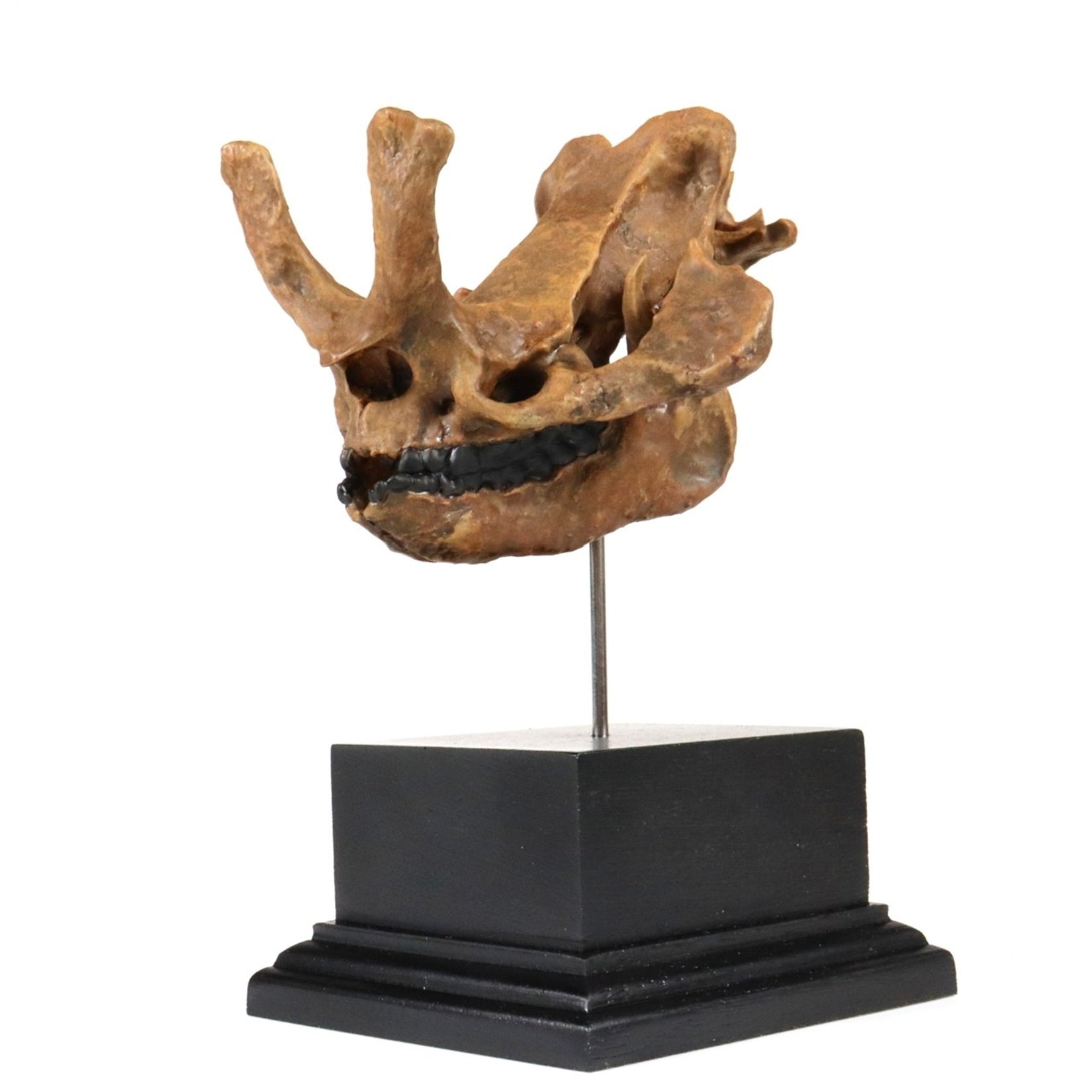 3D Printed Coelodonta Antiquitatis Skull Model