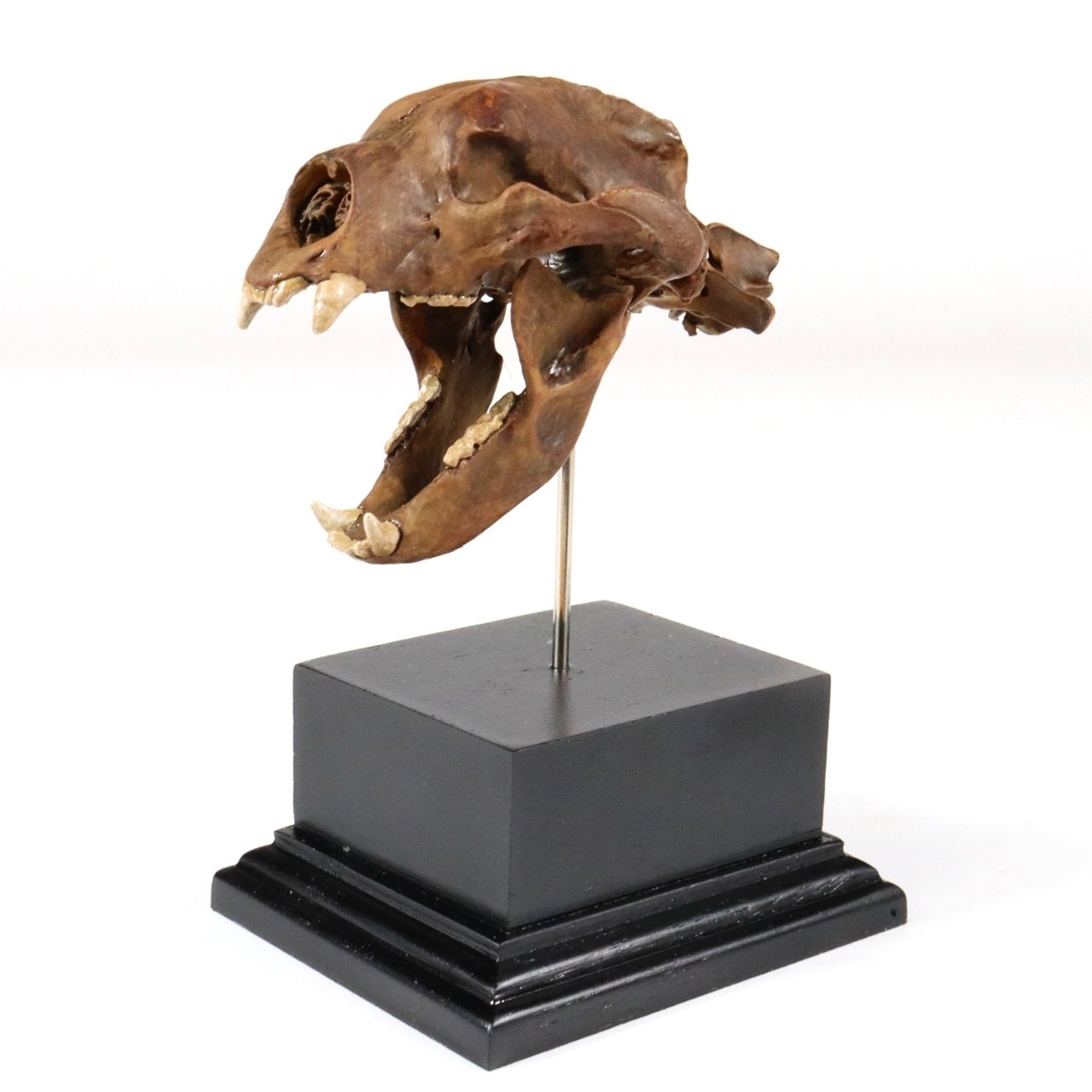 3D Printed Short-Faced Bear Skull Model