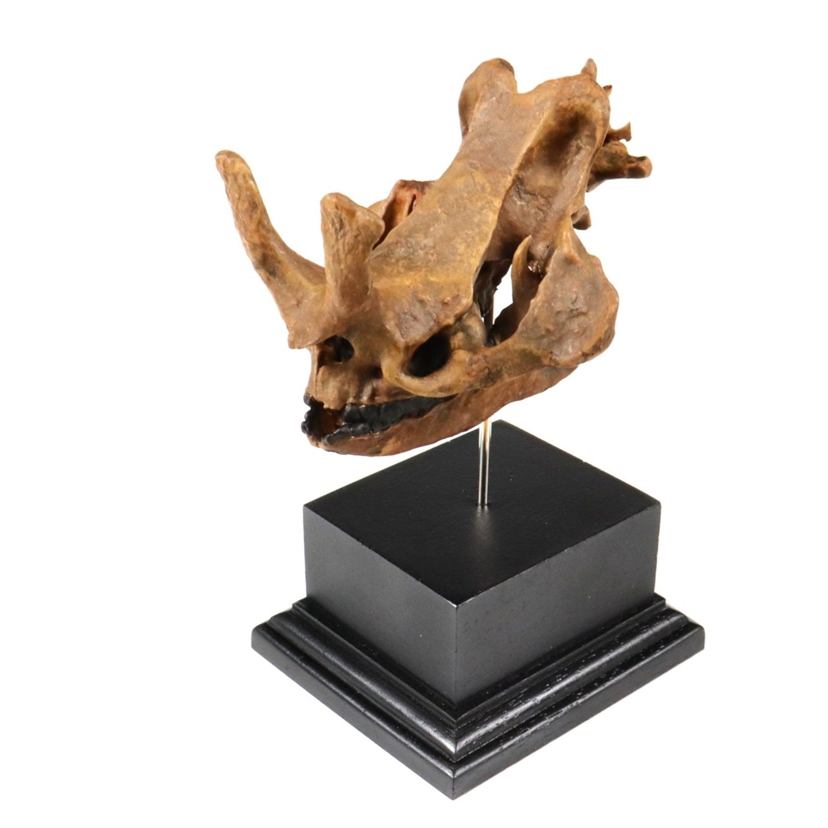 3D Printed Brontothere Skull Model