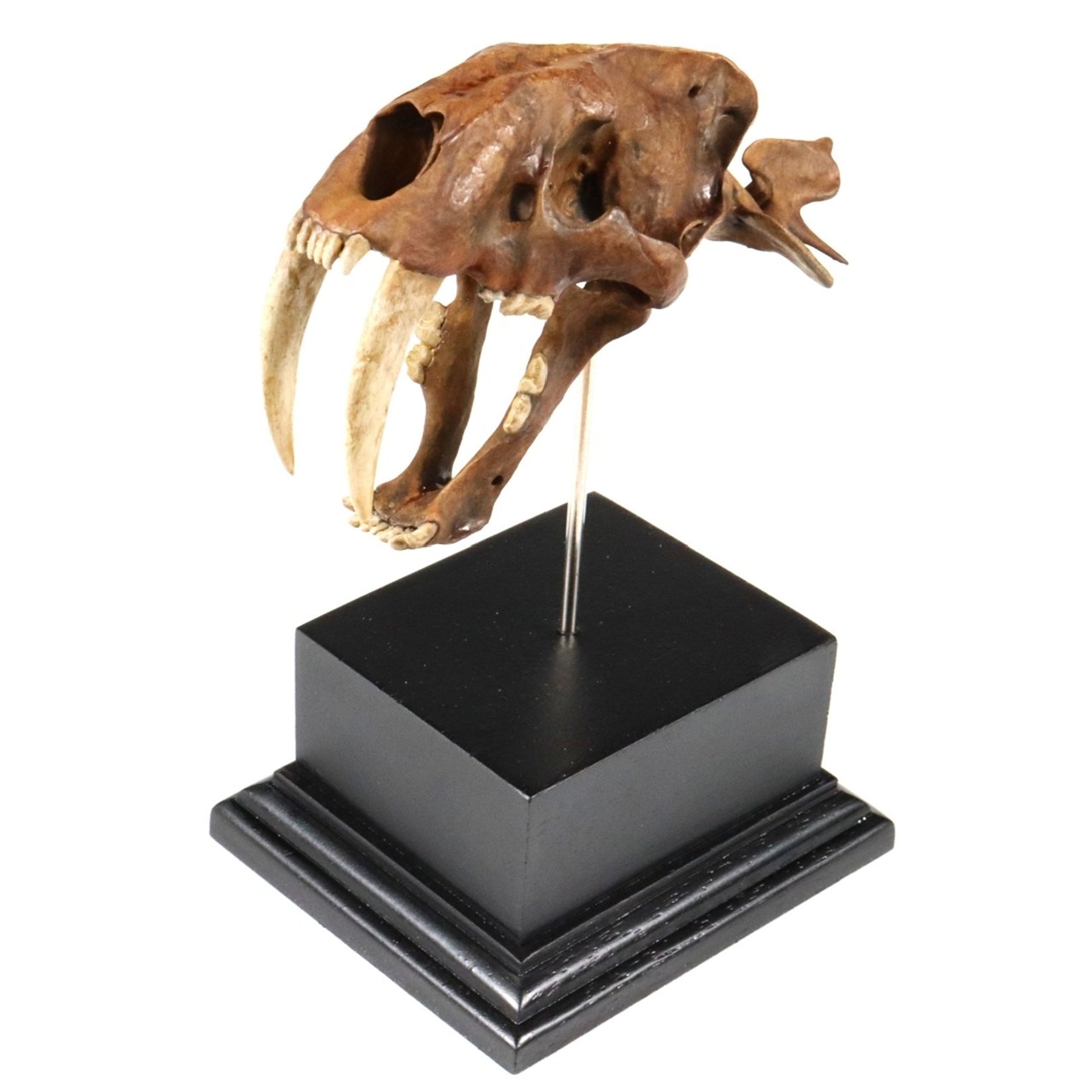 Saber-Toothed Tiger Skull Model