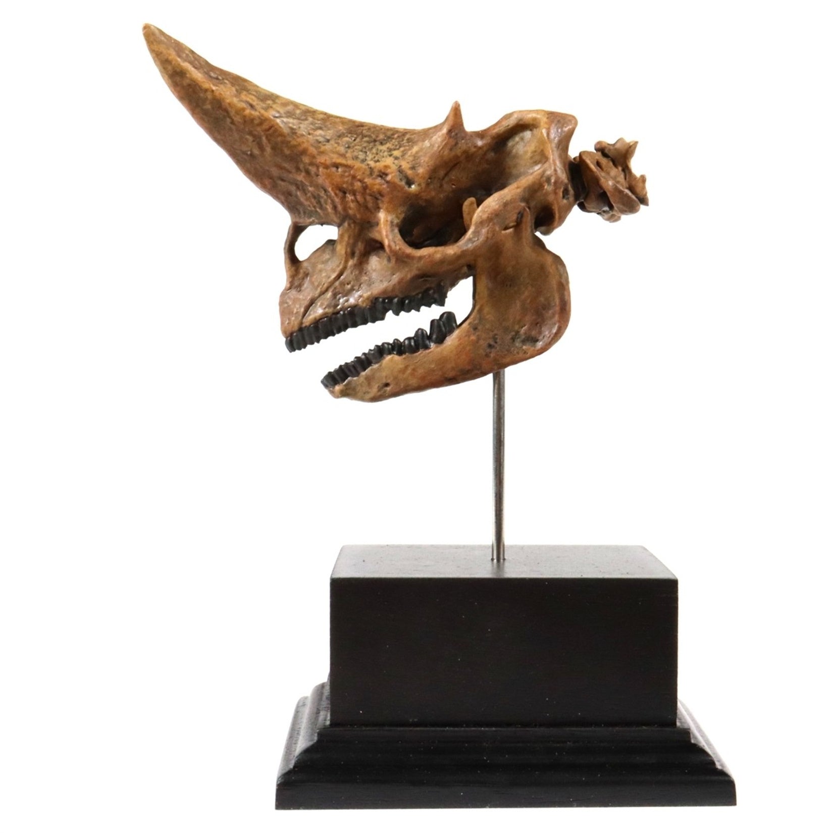 3D Printed Arsinoitherium Skull Model