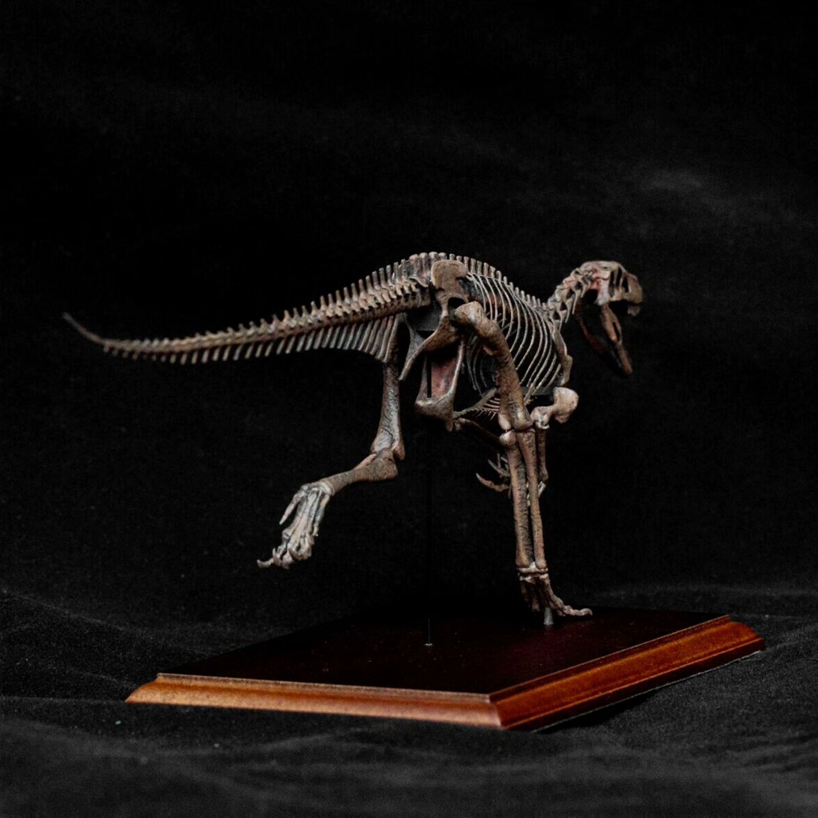 Allosaurus-Skelettmodell im Maßstab 1:18