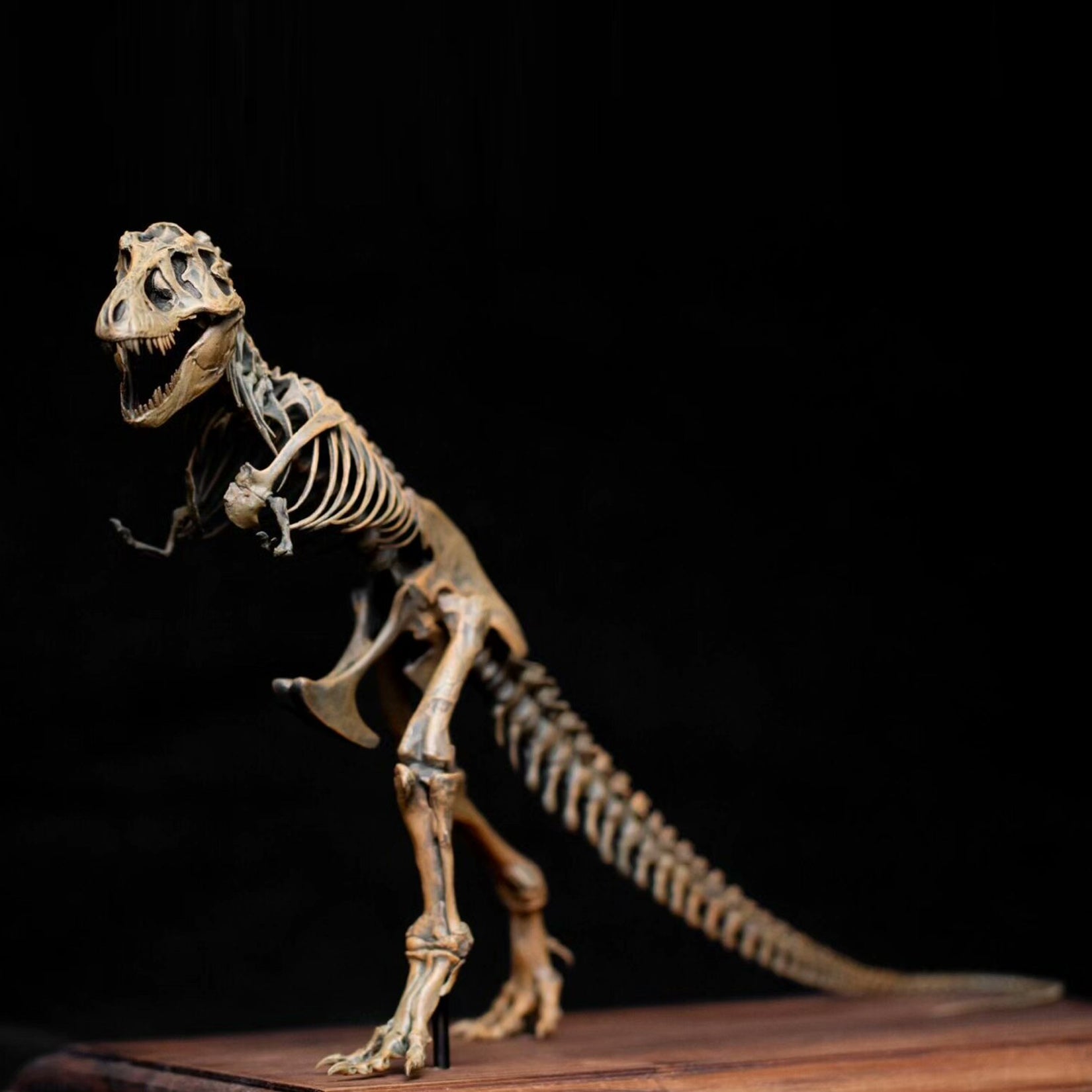 VWUVWU 1:35 Scale Ancient Tyrannosaurus rex Skeleton Model