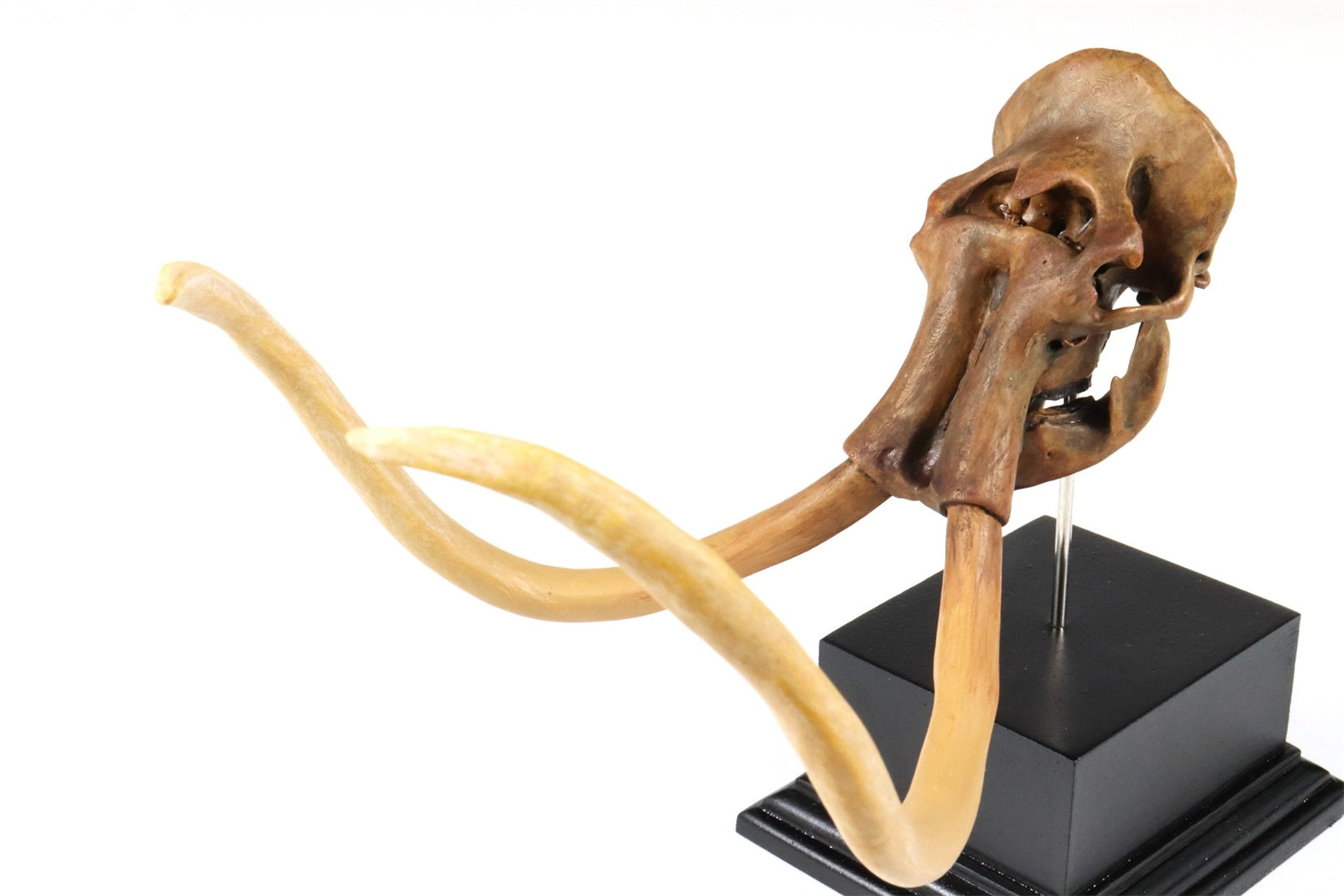 3D Printed Mammoth Skull Model