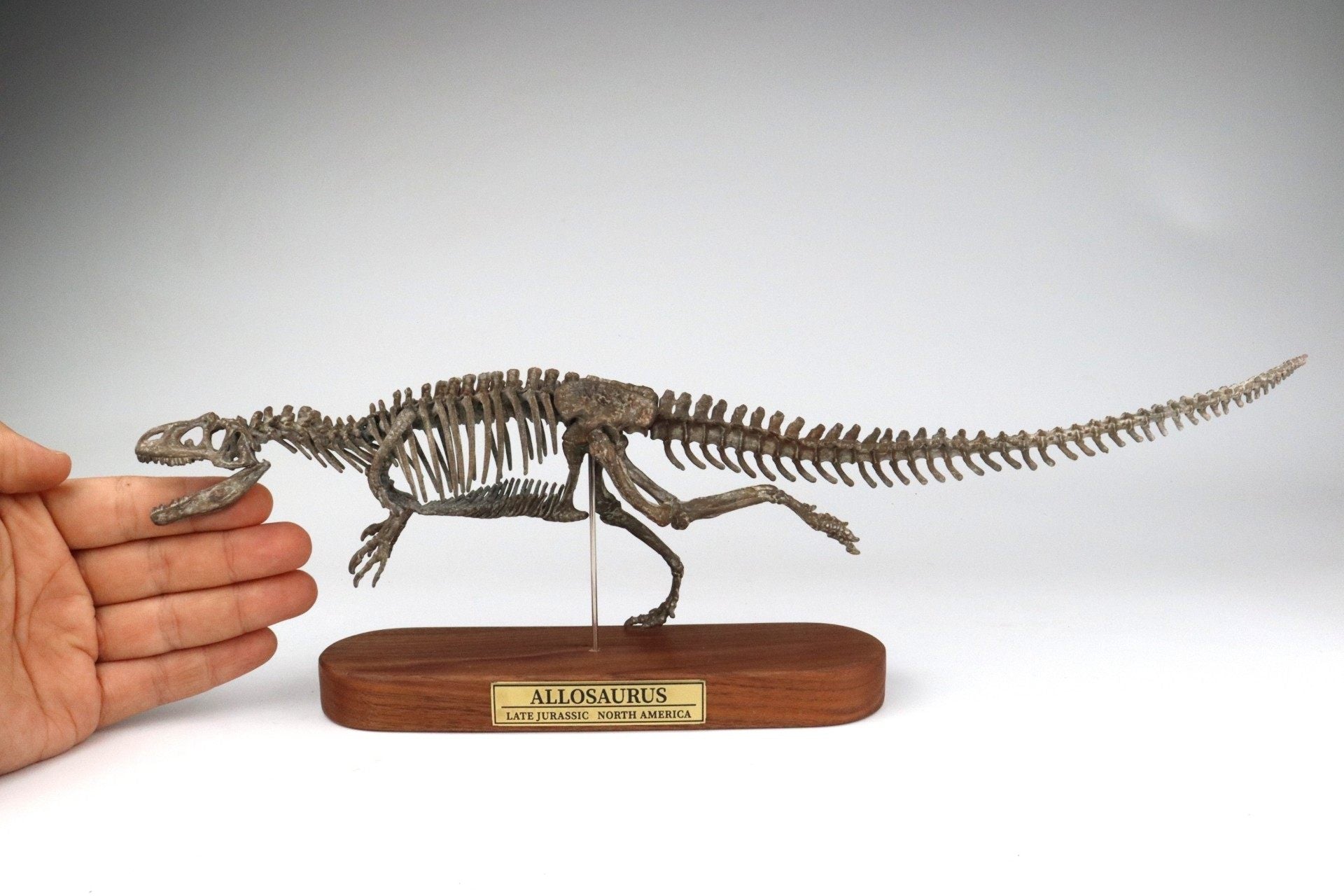 1: 18 Scale Allosaurus Skeleton Model