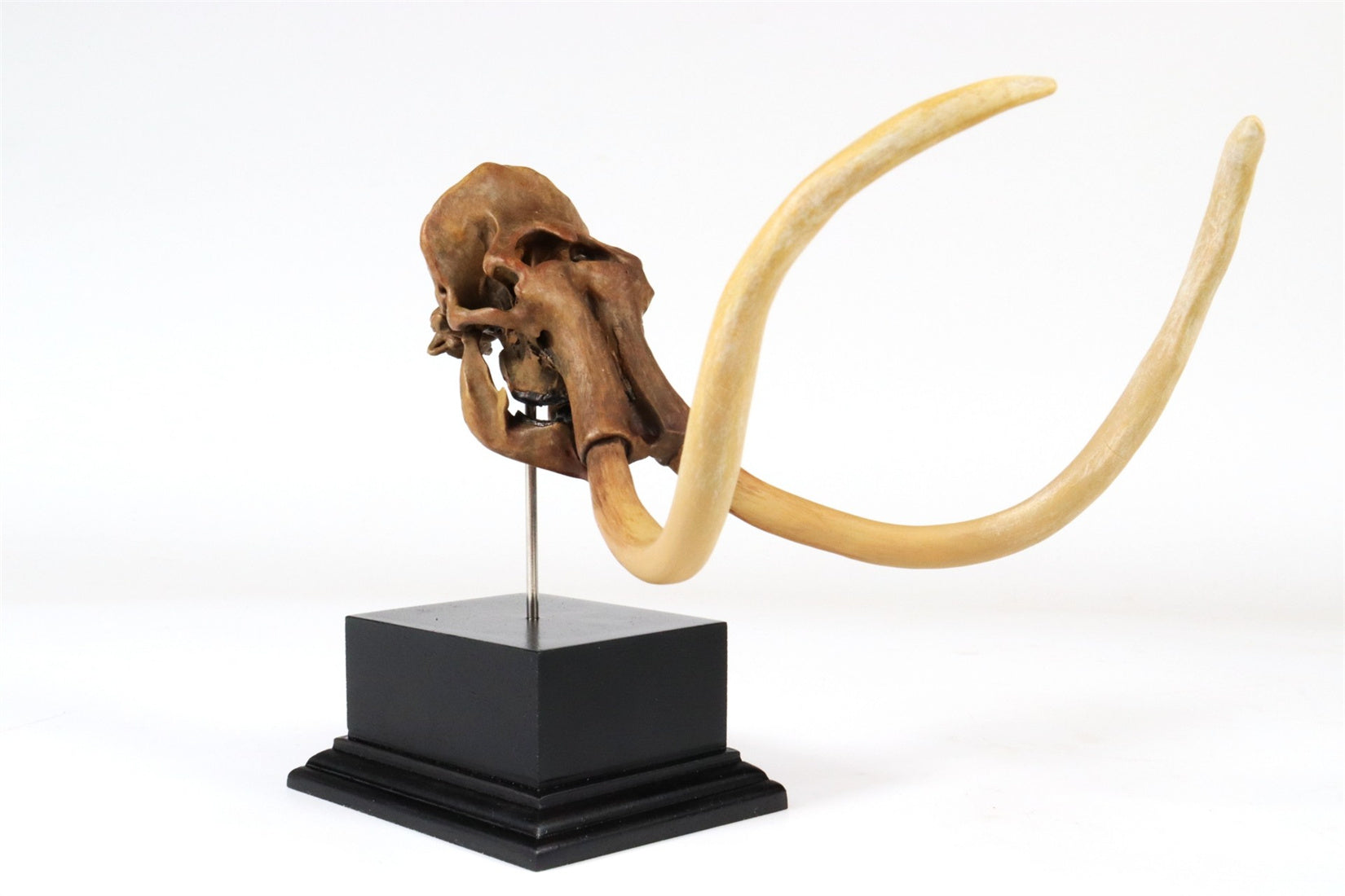 3D Printed Mammoth Skull Model