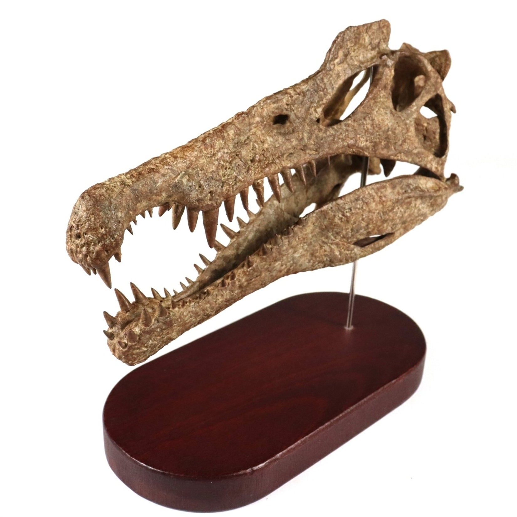 1: 18 Scale Spinosaurus Skull Model