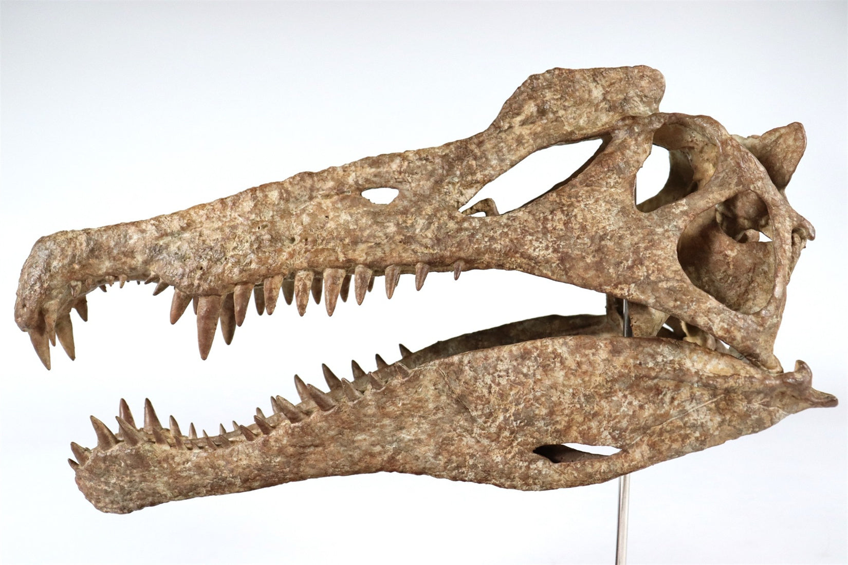 1: 18 Scale Spinosaurus Skull Model