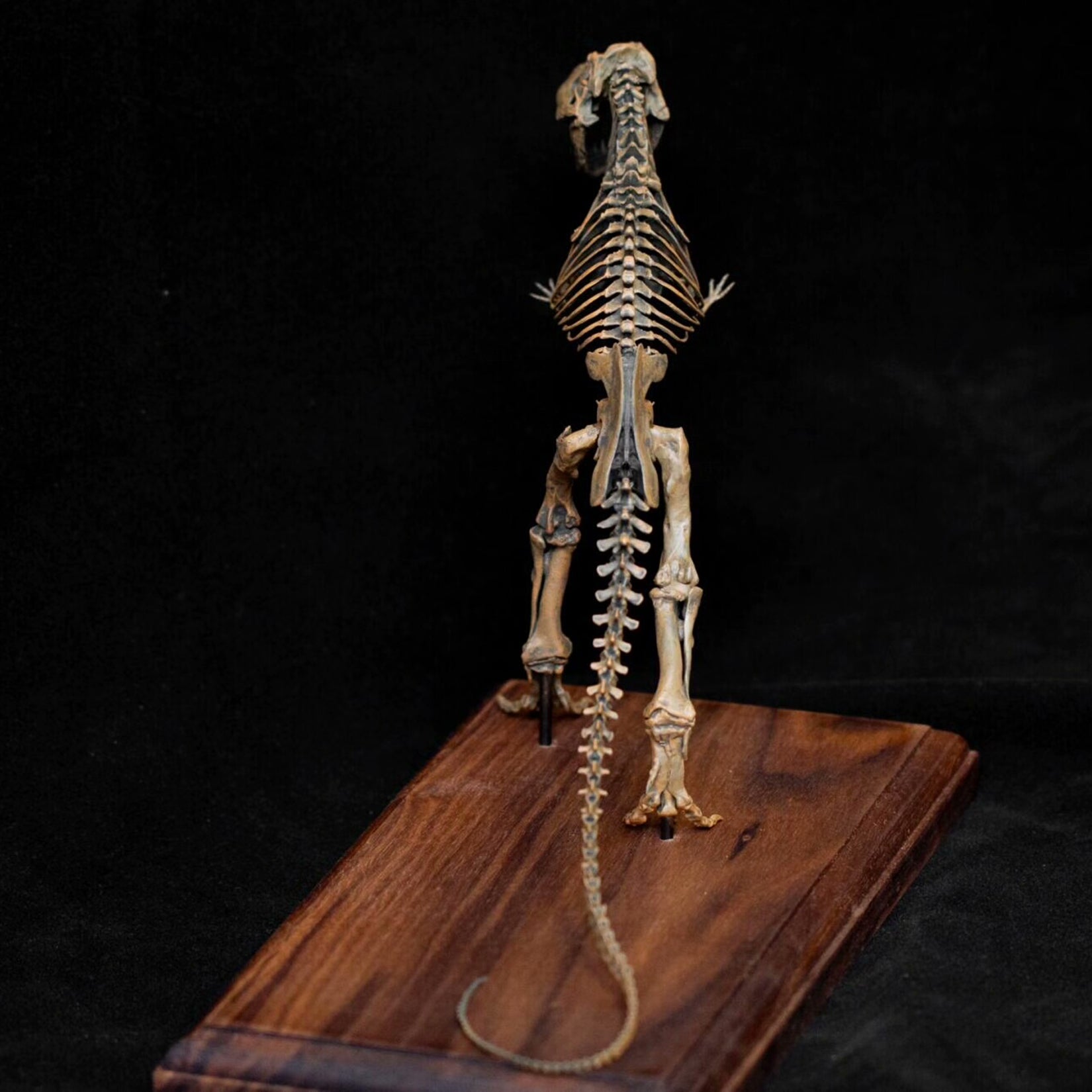 VWUVWU 1:35 Scale Ancient Tyrannosaurus rex Skeleton Model