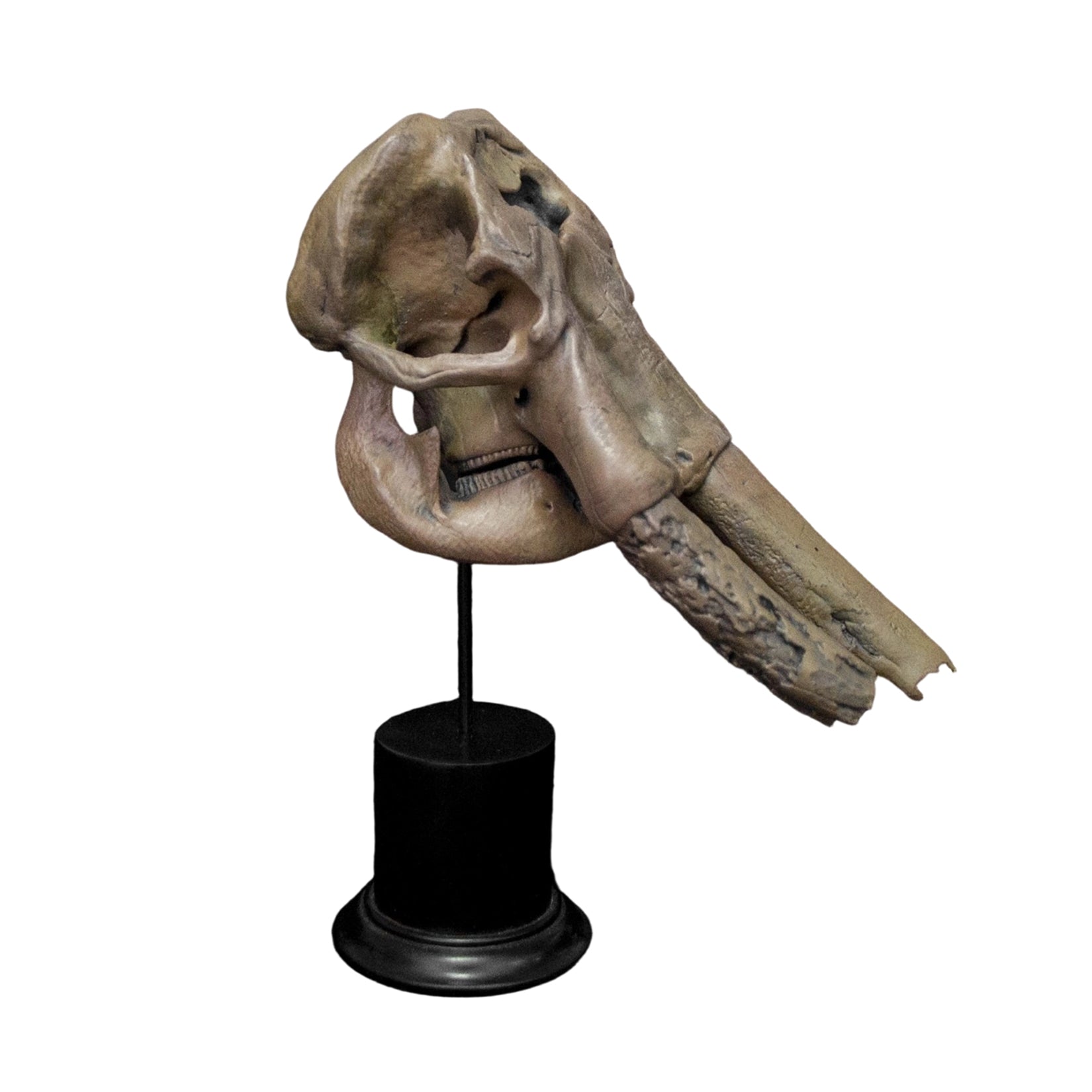 VWUVWU 1: 20 Scale Huanghe Flumen Stegodon Skull Model