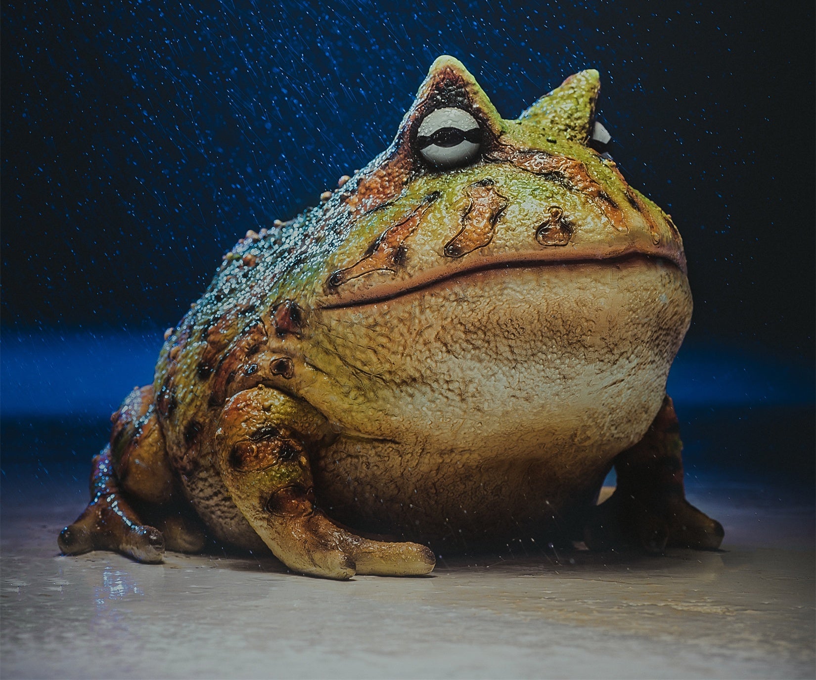 Schildkröten-Serie Tiermodell