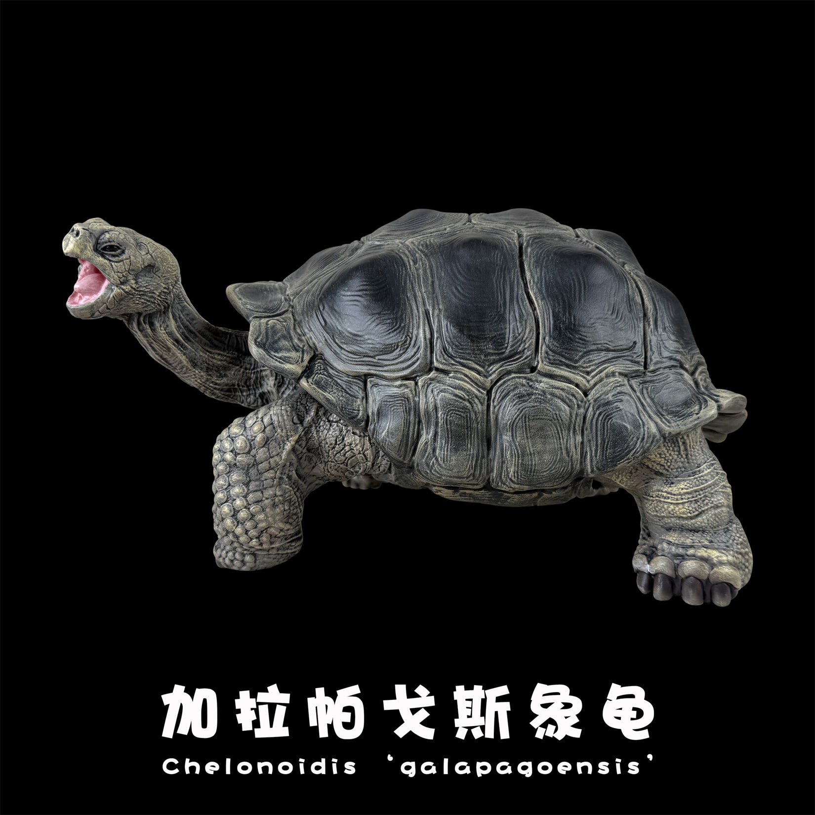 BOWUZHI Studio Plus Chelonoidis Galapagoensis Model