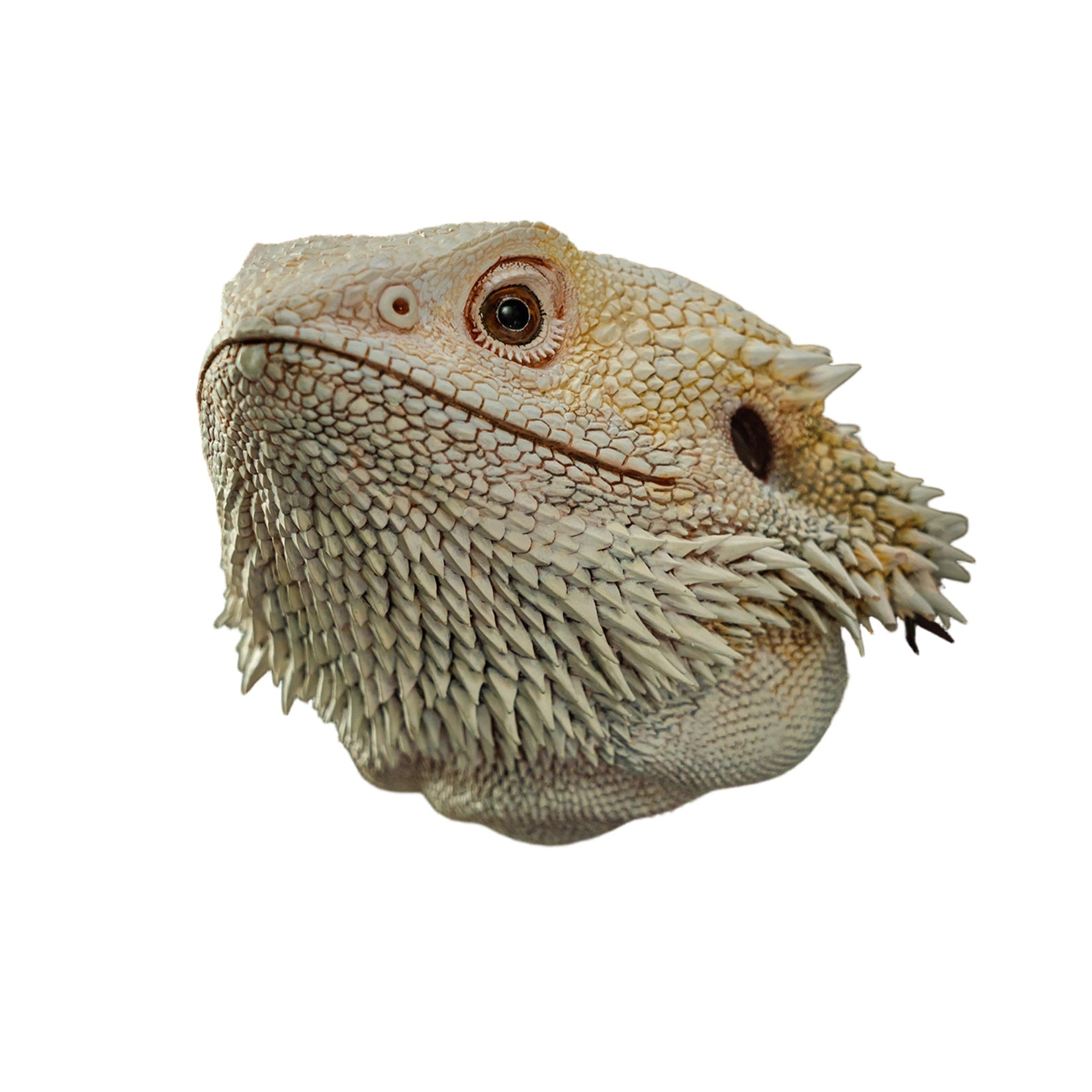 Pogona Vitticeps Head Model