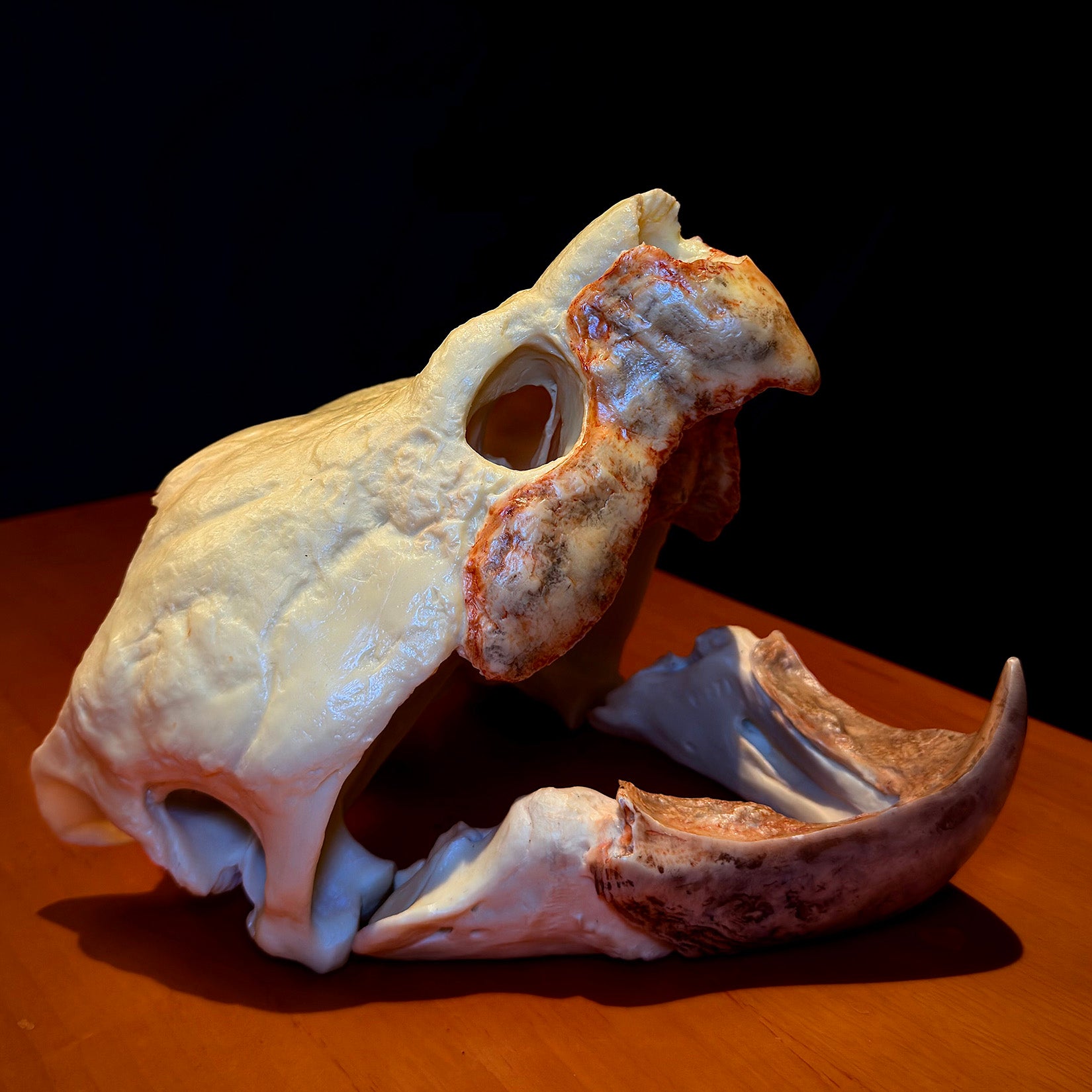 BOWUZHI Studio Alligator Snapping Turtle Skull Model