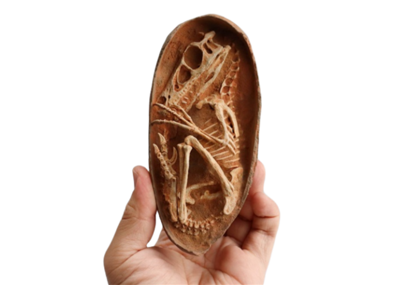 1:1 Scale Velociraptor Dinosaur Egg Model