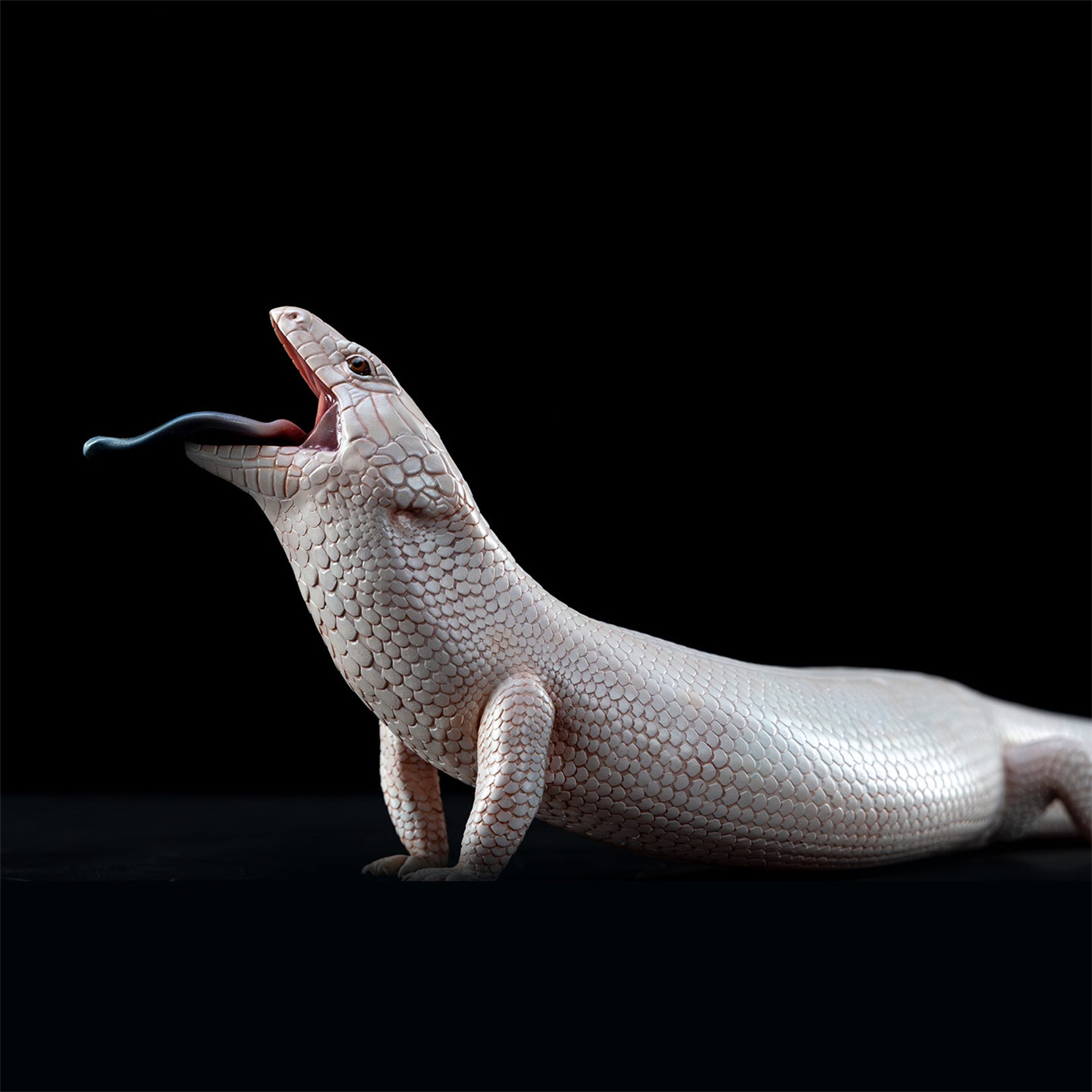 Common Bluetongue Model