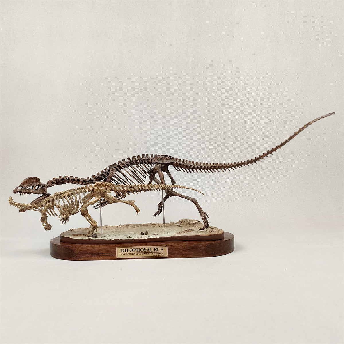 3D Printed 1:10 Scale Dilophosaurus Hunting Skull Model