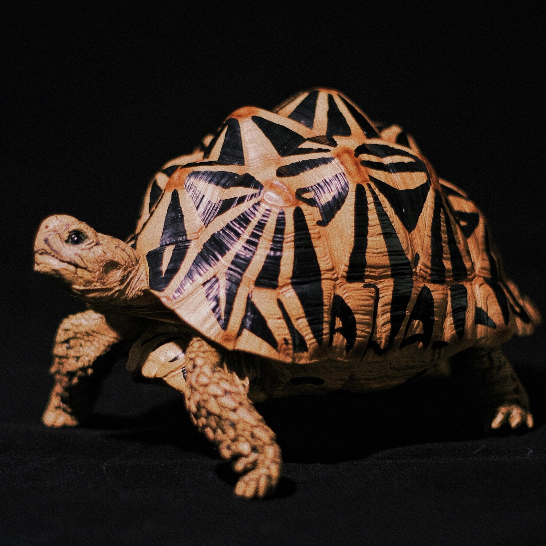 BOWUZHI Studio Star Turtle Model
