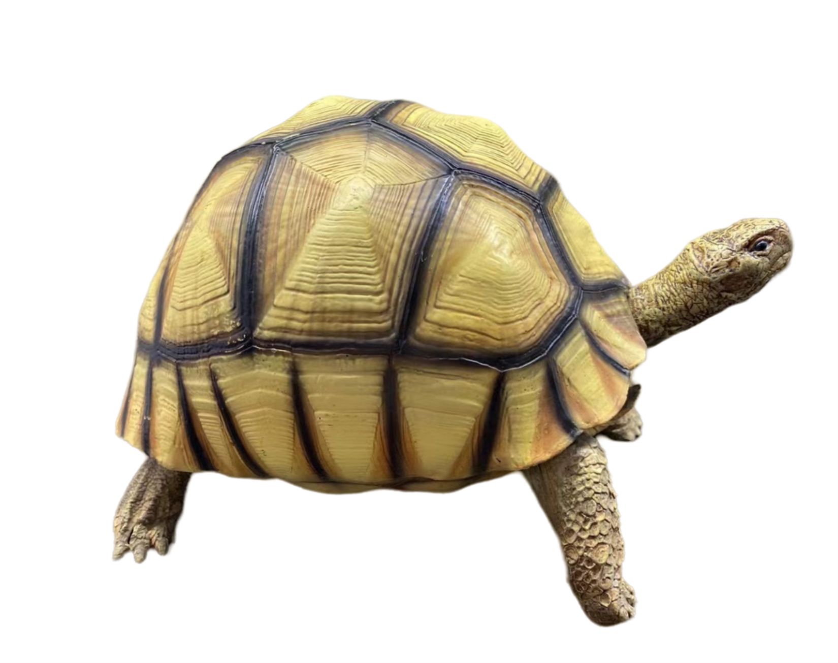 Astrochelys Yniphora Model