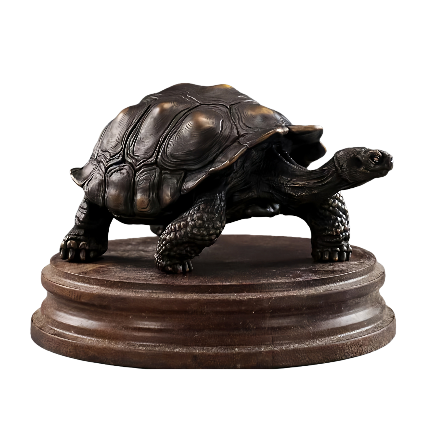 BOWUZHI Studio Plus Chelonoidis Galapagoensis Model