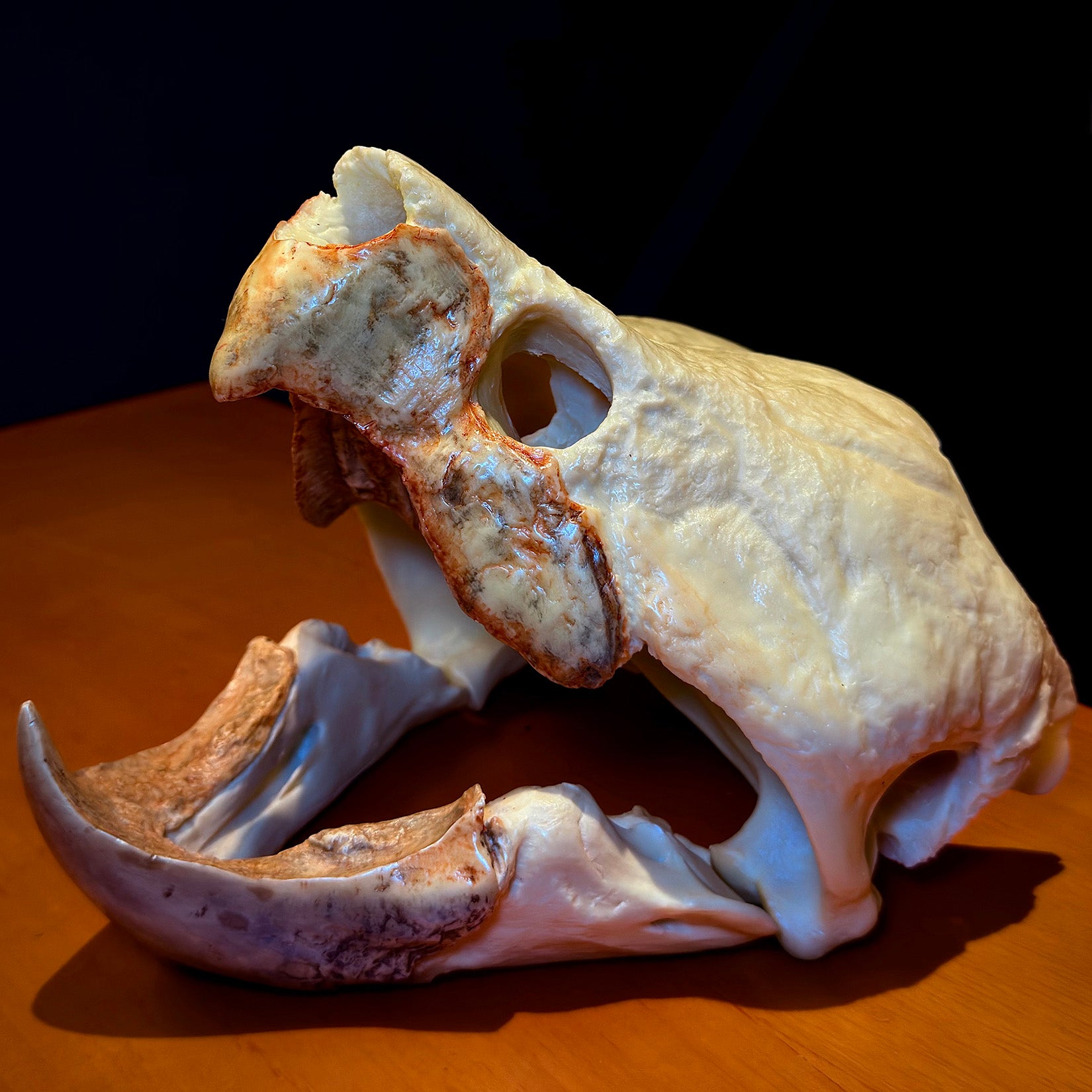 BOWUZHI Studio Alligator Snapping Turtle Skull Model