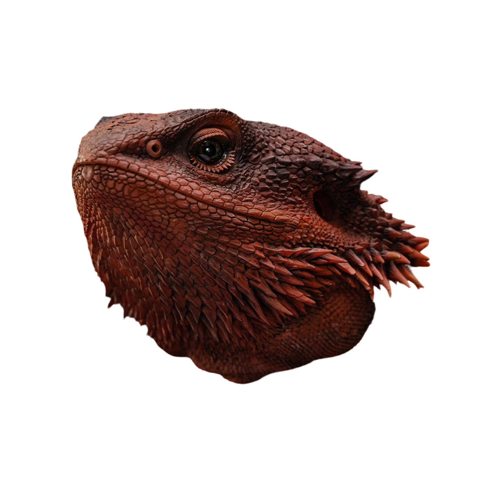 Pogona Vitticeps Head Model