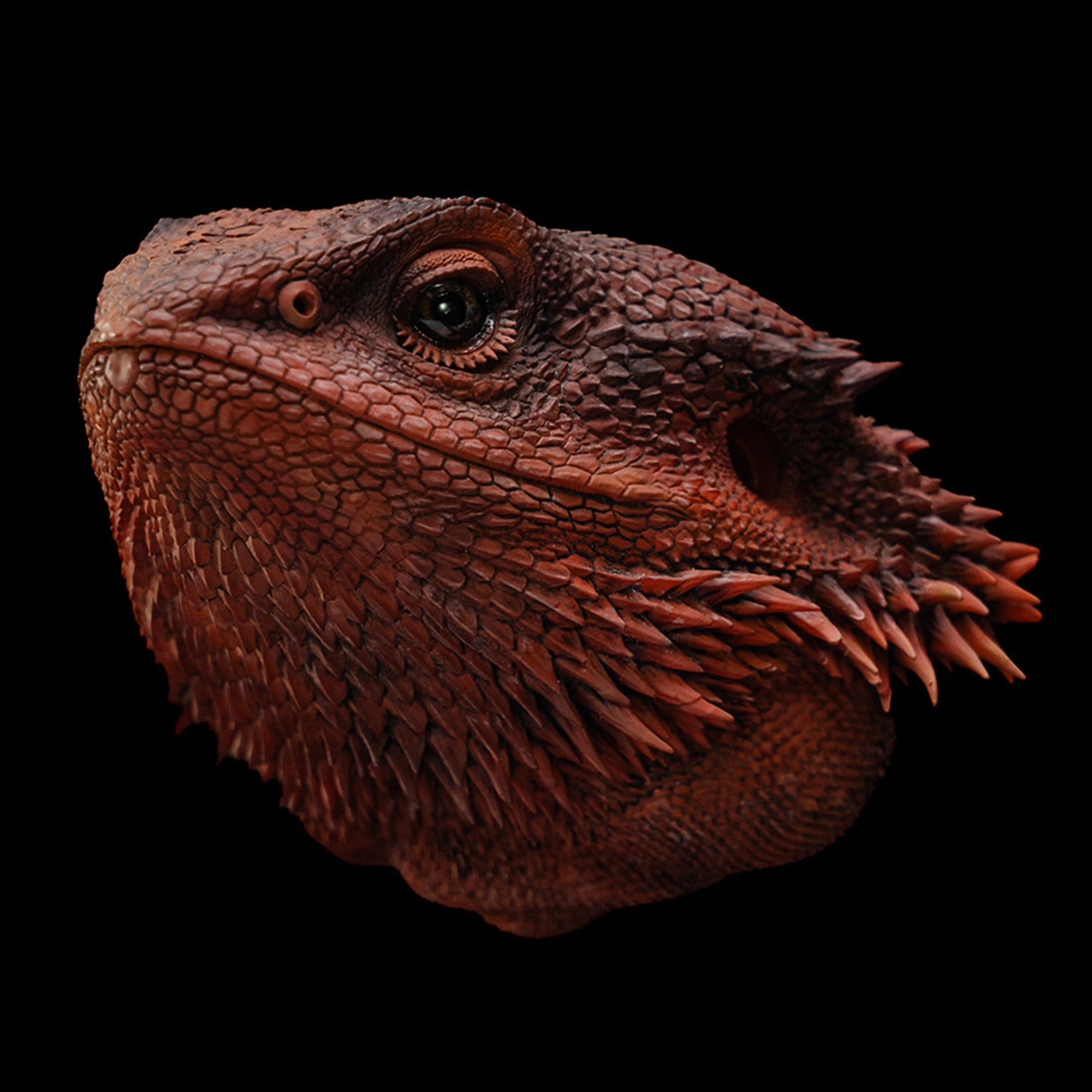 Pogona Vitticeps Head Model