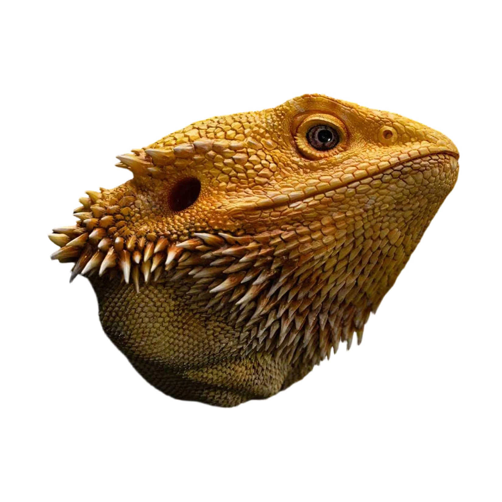 Pogona Vitticeps Head Model