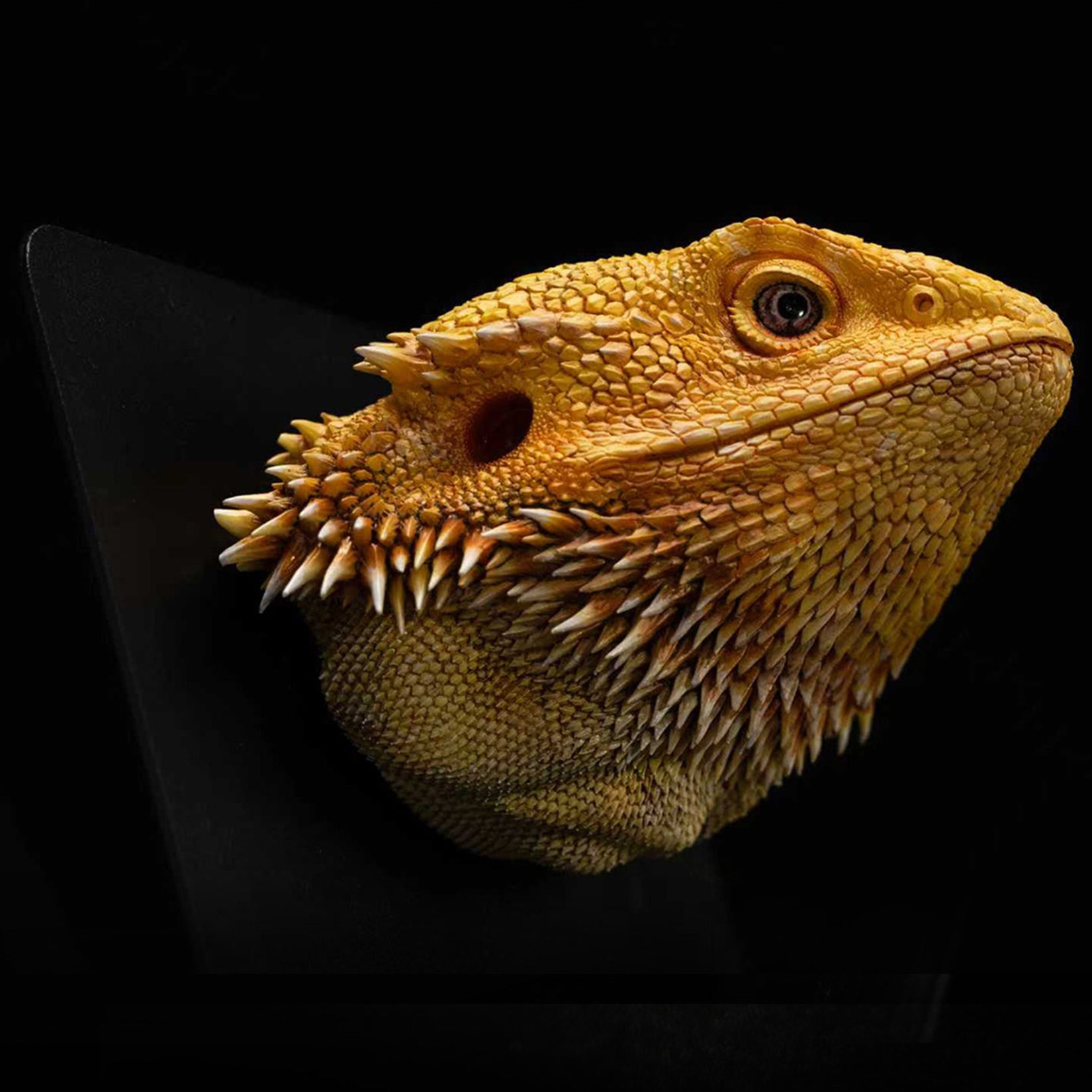 Pogona Vitticeps Head Model