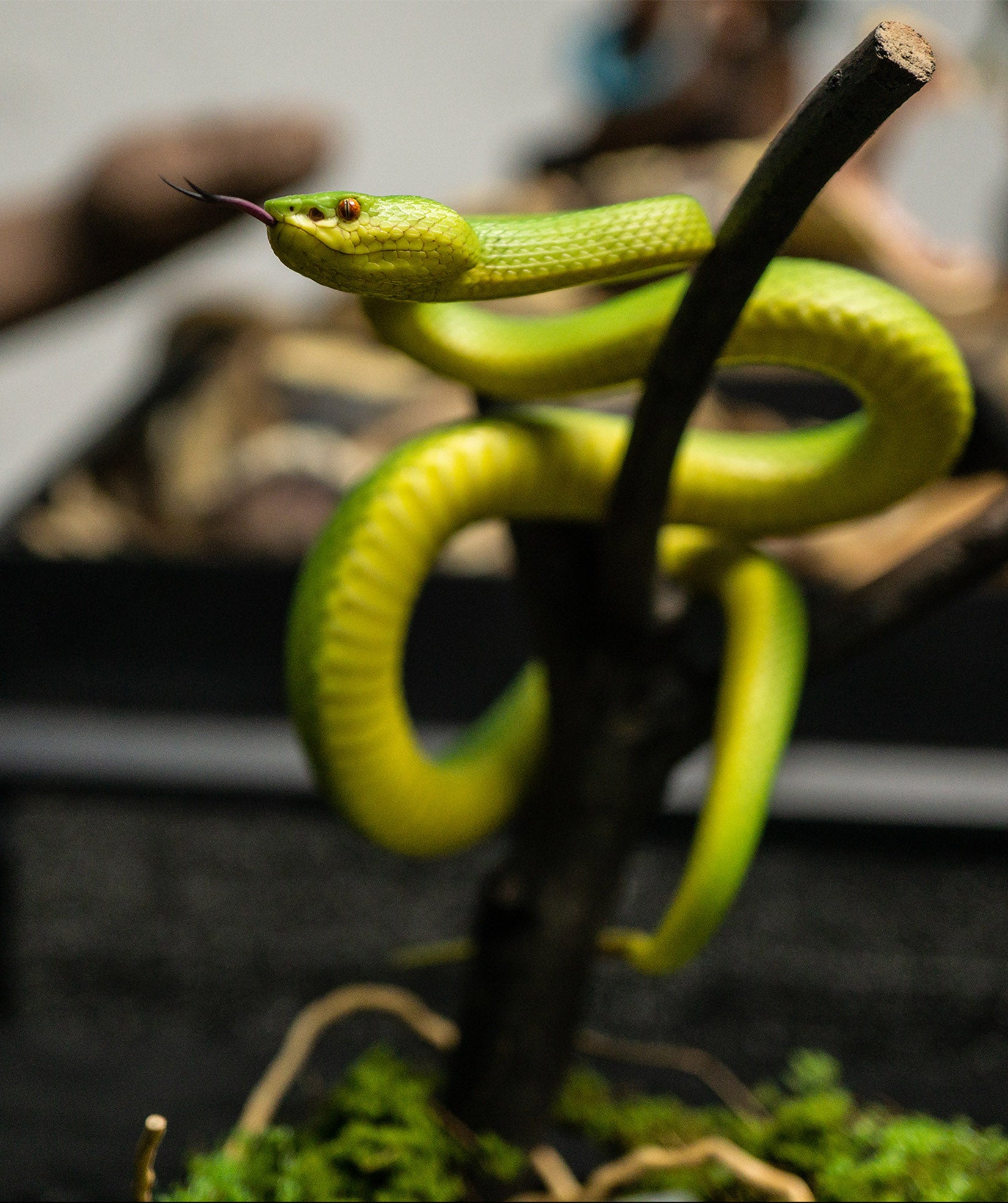Snake Gorge Trimeresurus albolabris Model