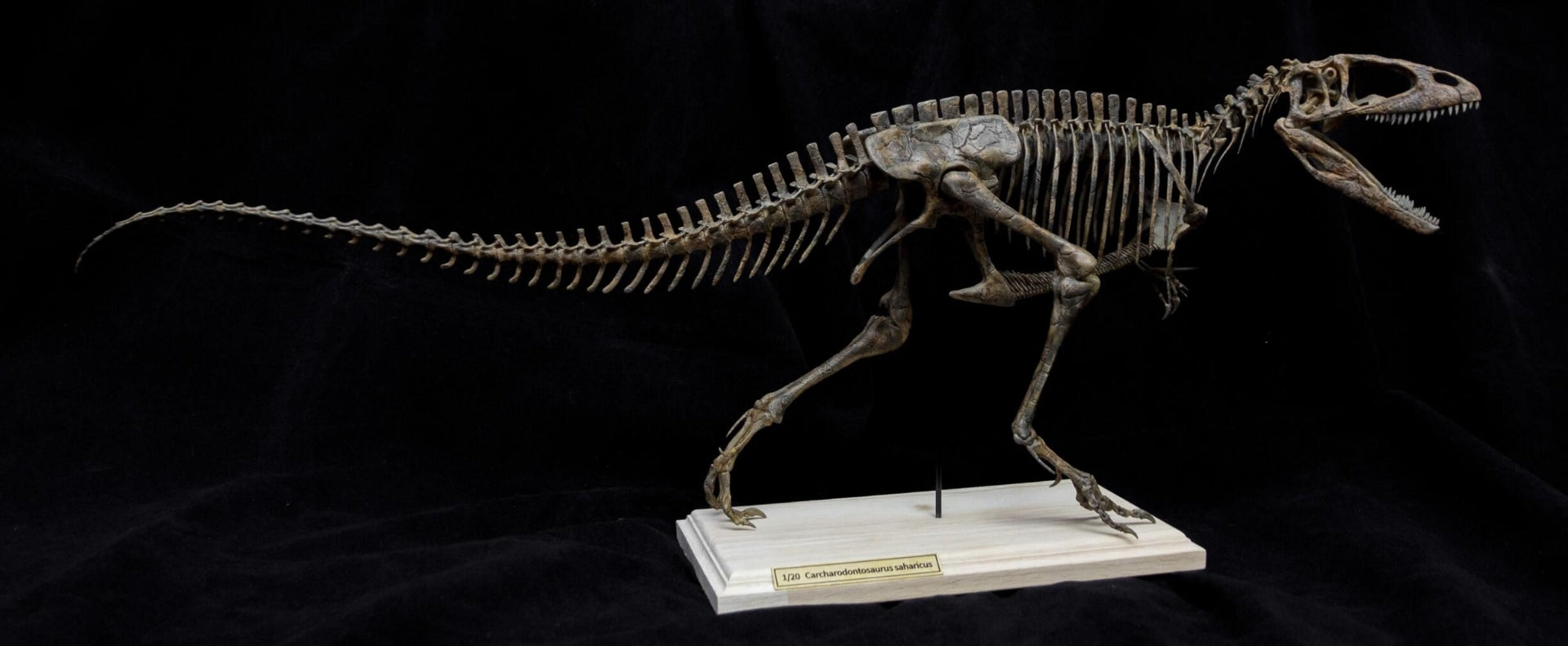 VWUVWU Carcharodontosaurus Skeleton Model