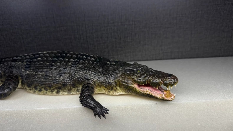 Lolong 1/15 Scale Estuarine Crocodile Model