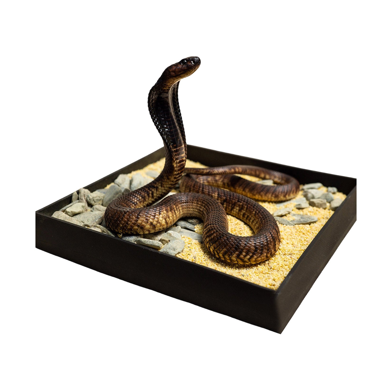 Snake Gorge Egyptian Cobra Model