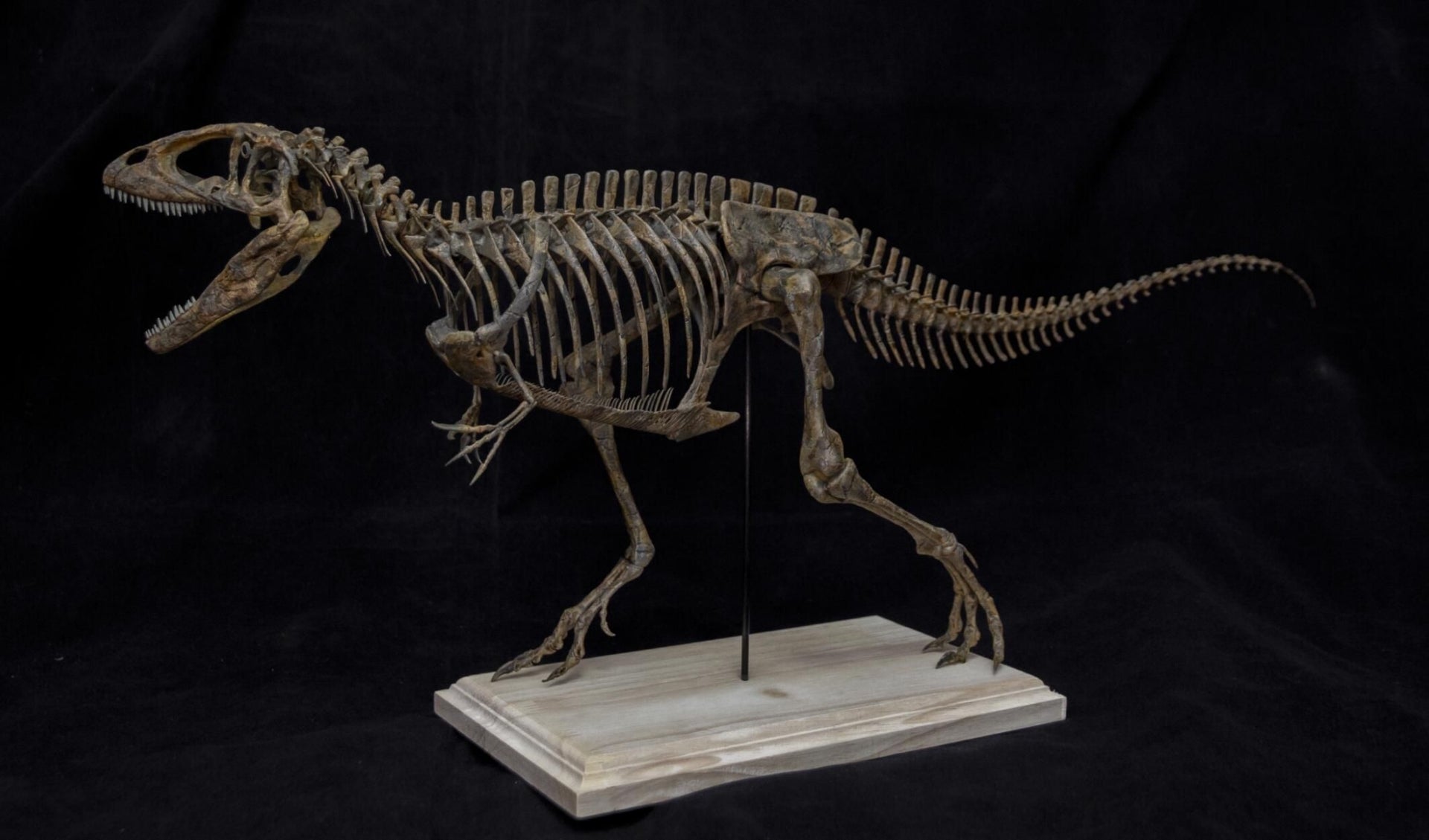VWUVWU Carcharodontosaurus Skeleton Model