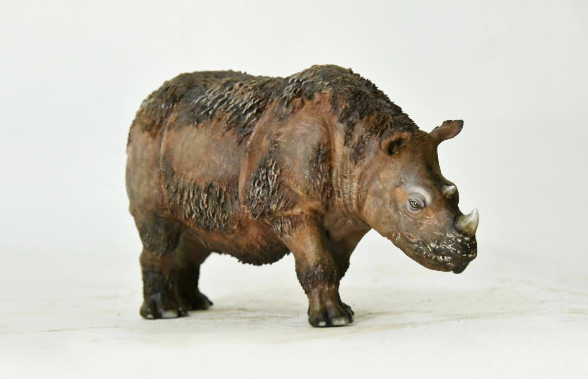 KWAN Studio Sumatran rhinoceros Model