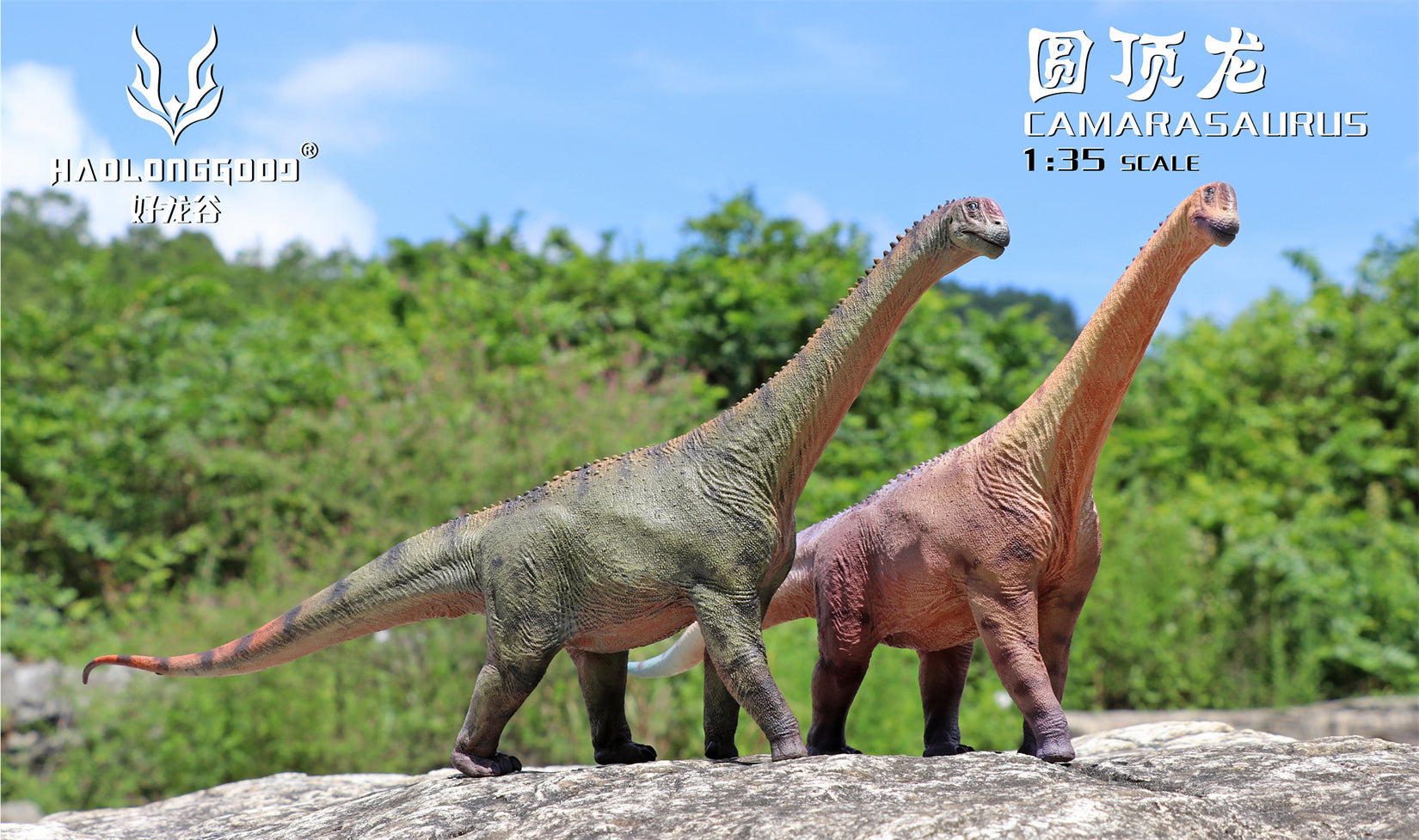 HAOLONGGOOD 1:35 Scale Camarasaurus Model