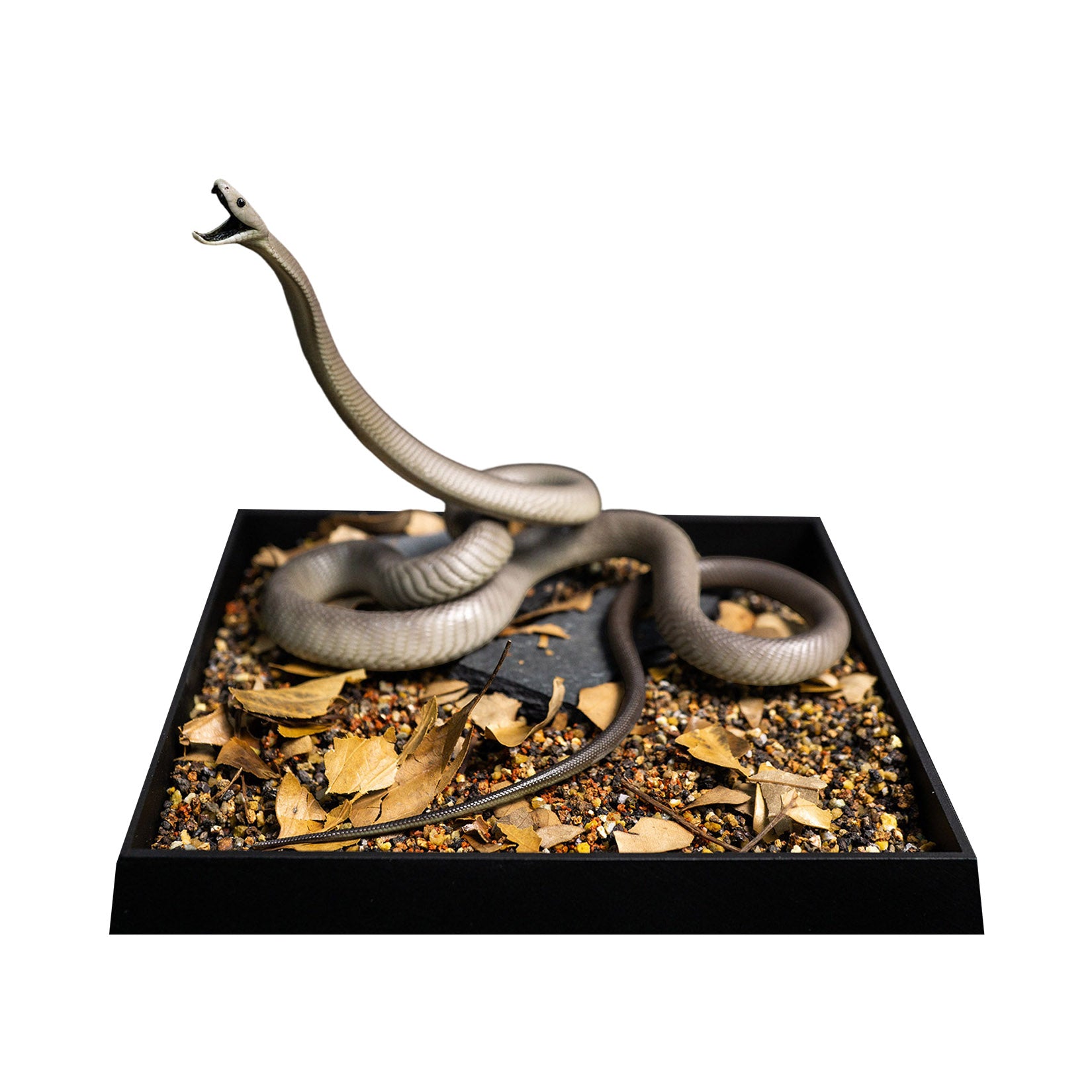 Snake Gorge Black mamba Model