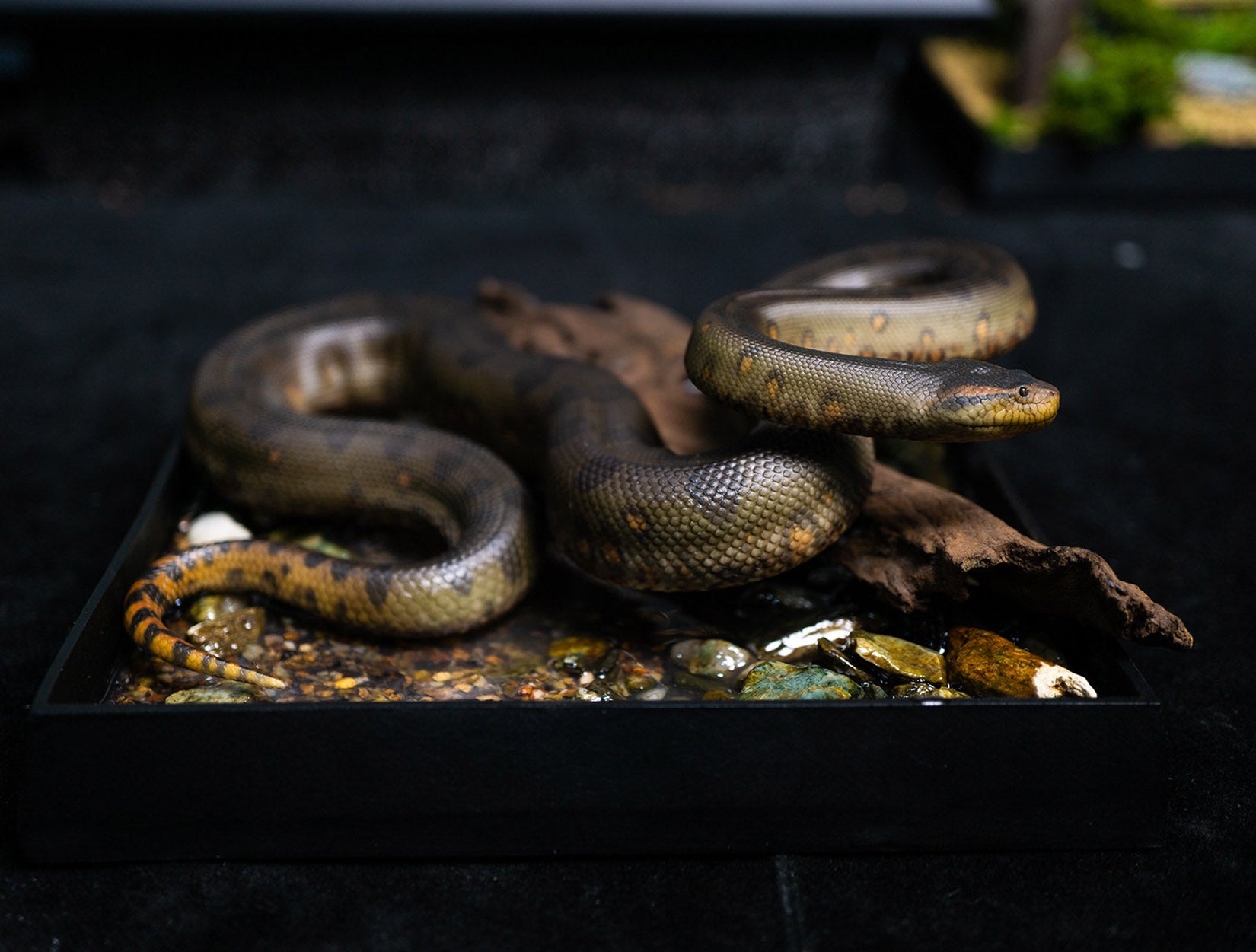 Snake Gorge Green anaconda Model