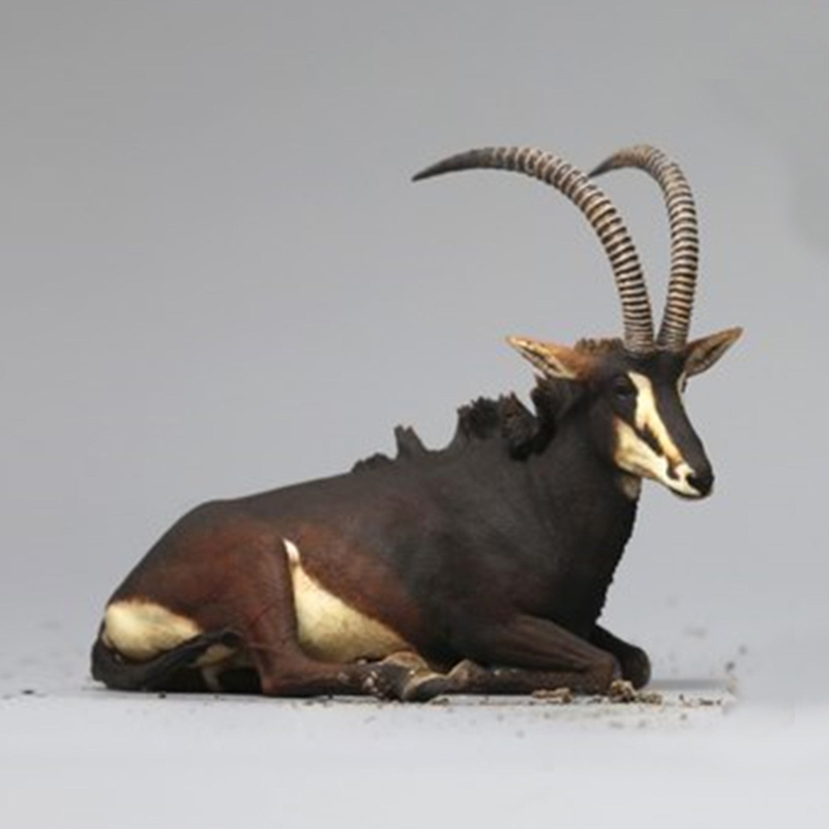 DAFEI Sable Antelope Model