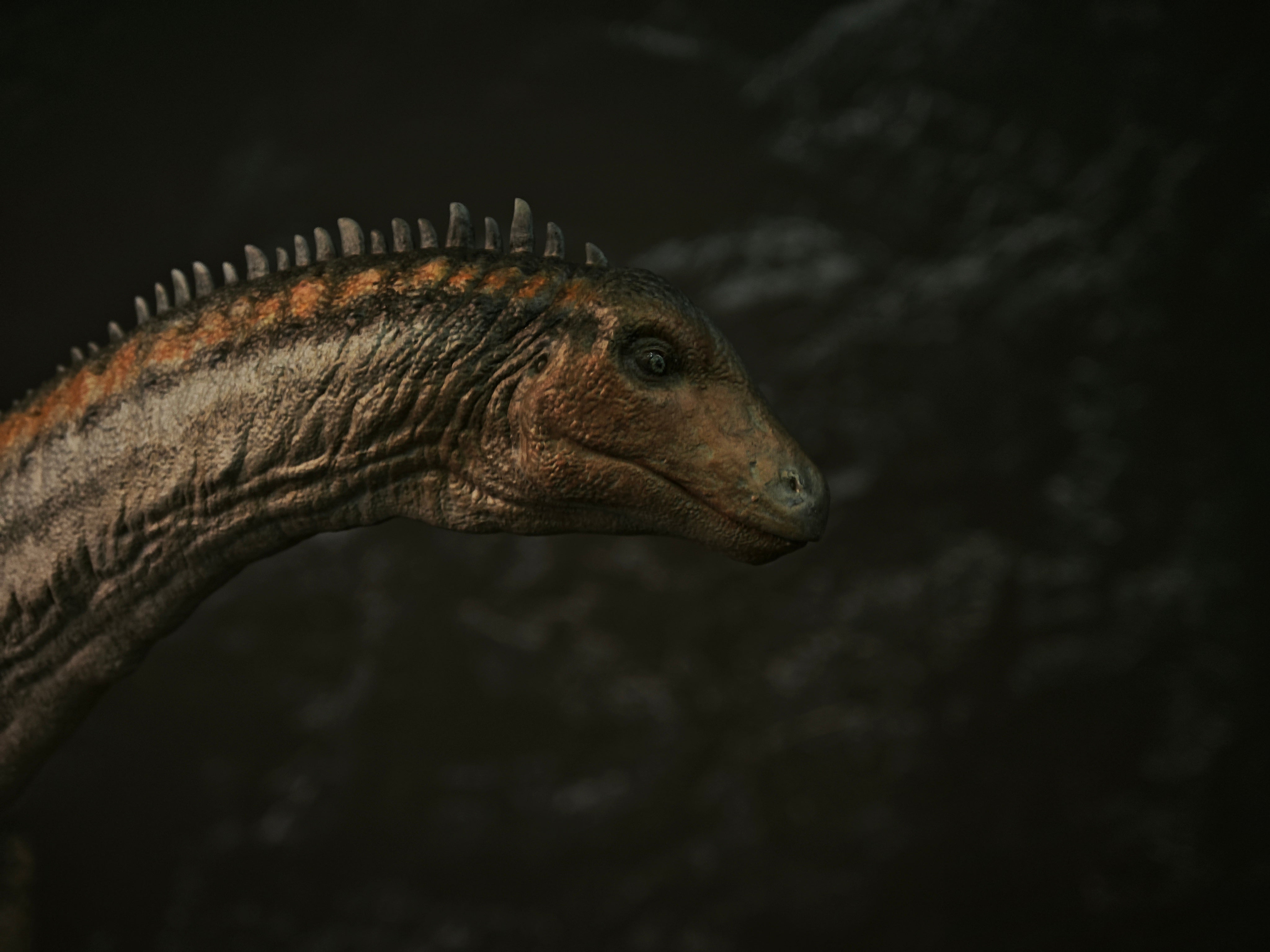 Anningpale 1:35 Scale Maraapunisaurus Model