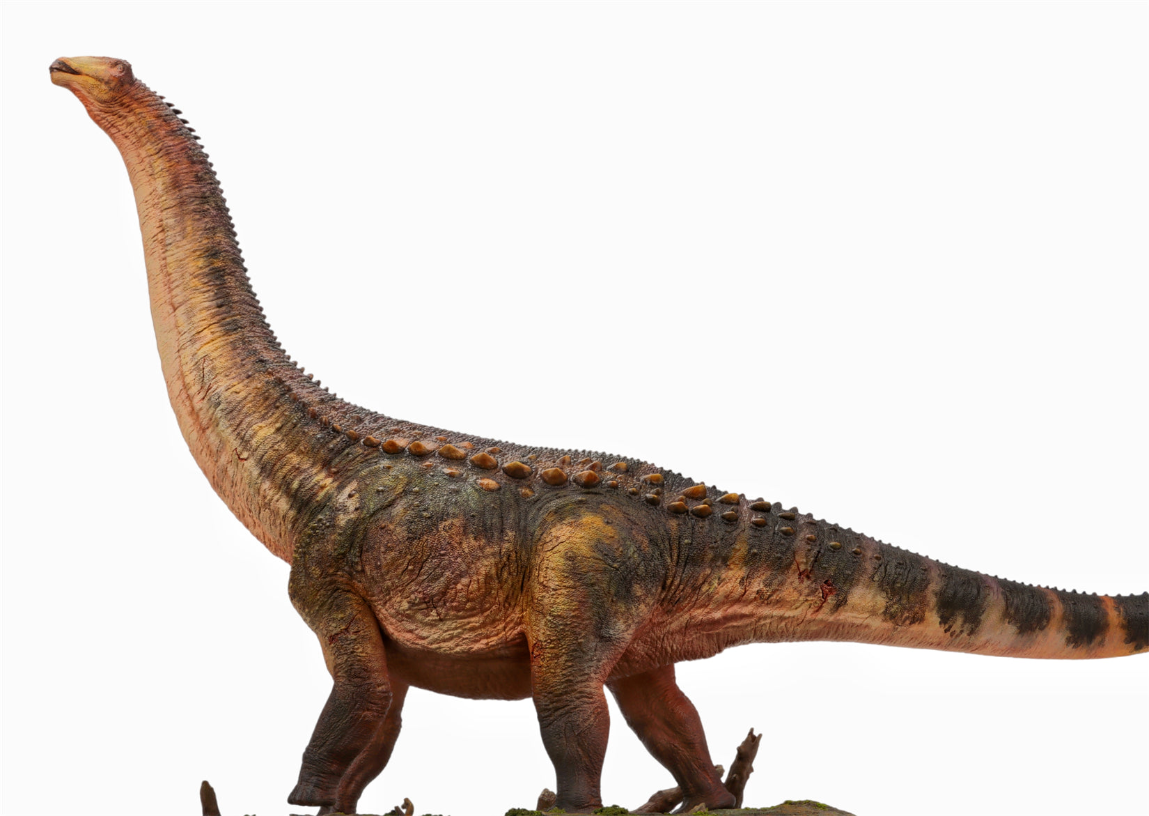 Anningpale 1:35 Scale Patagotitan Model