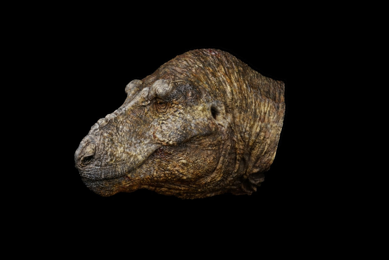 SHOWANNA Tyrannosaurus Rex Sue Model