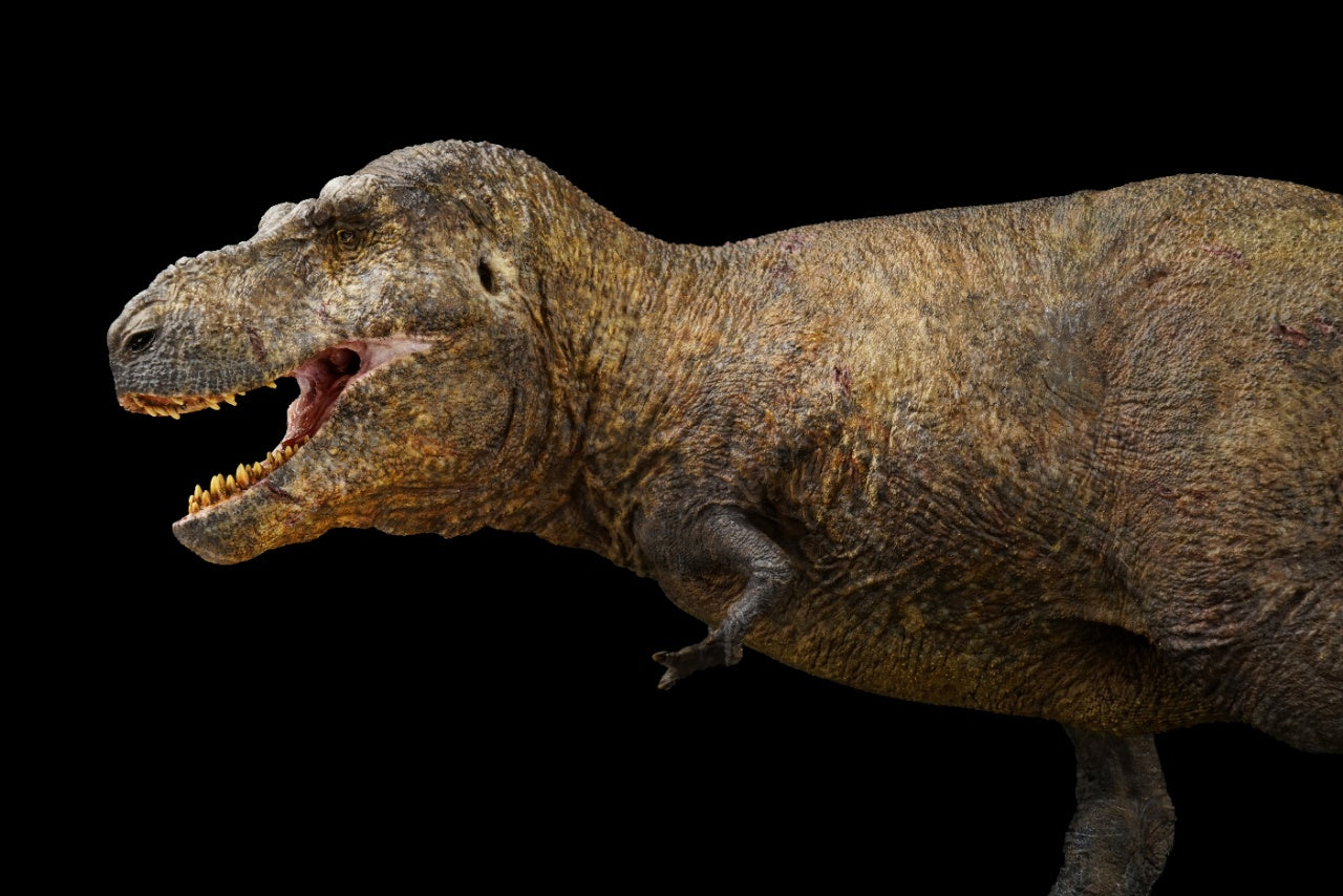 SHOWANNA Tyrannosaurus Rex Sue Model