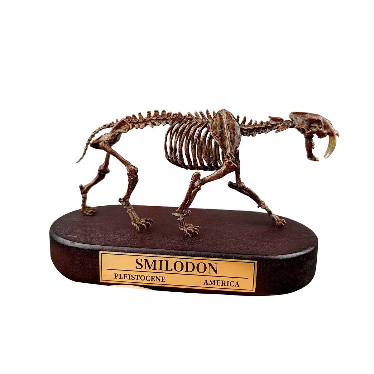 3D Printed 1:20 Scale Sabre-toothed Tiger Skeleton Model