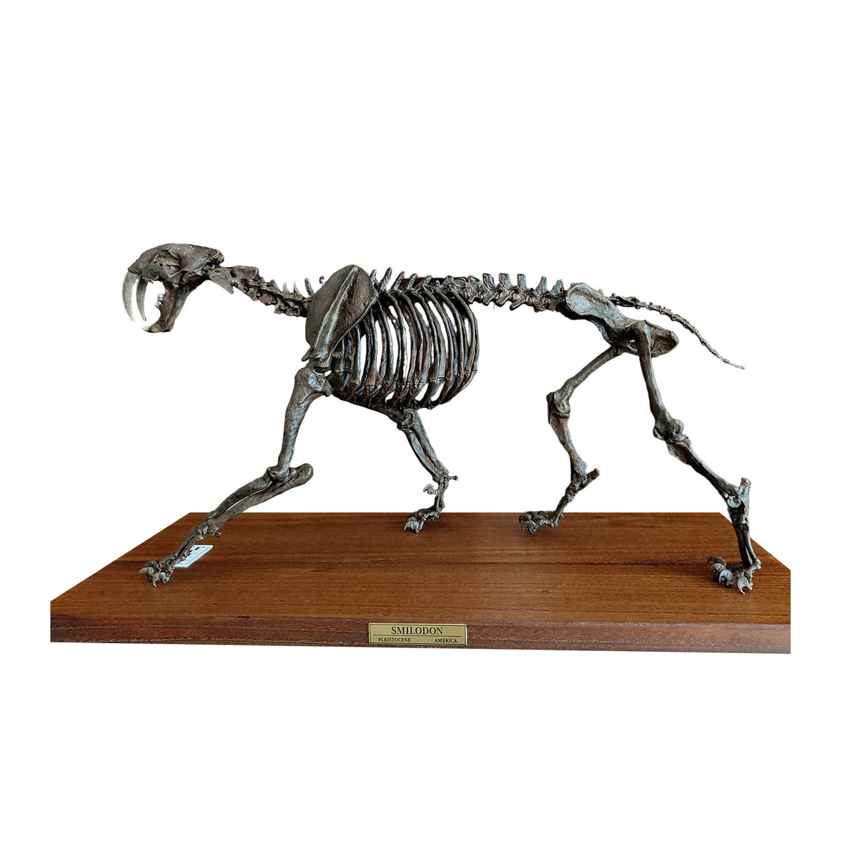 3D Printed 1:5 Scale Smilodon Populator Sabre-toothed Tiger Skeleton Model