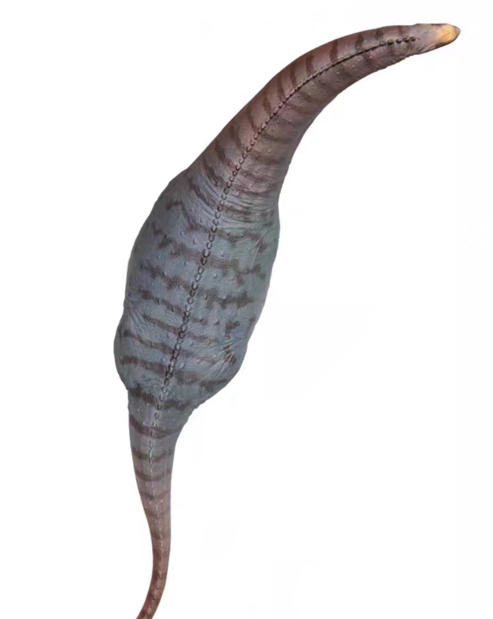 PNSO Camarasaurus Njor Model